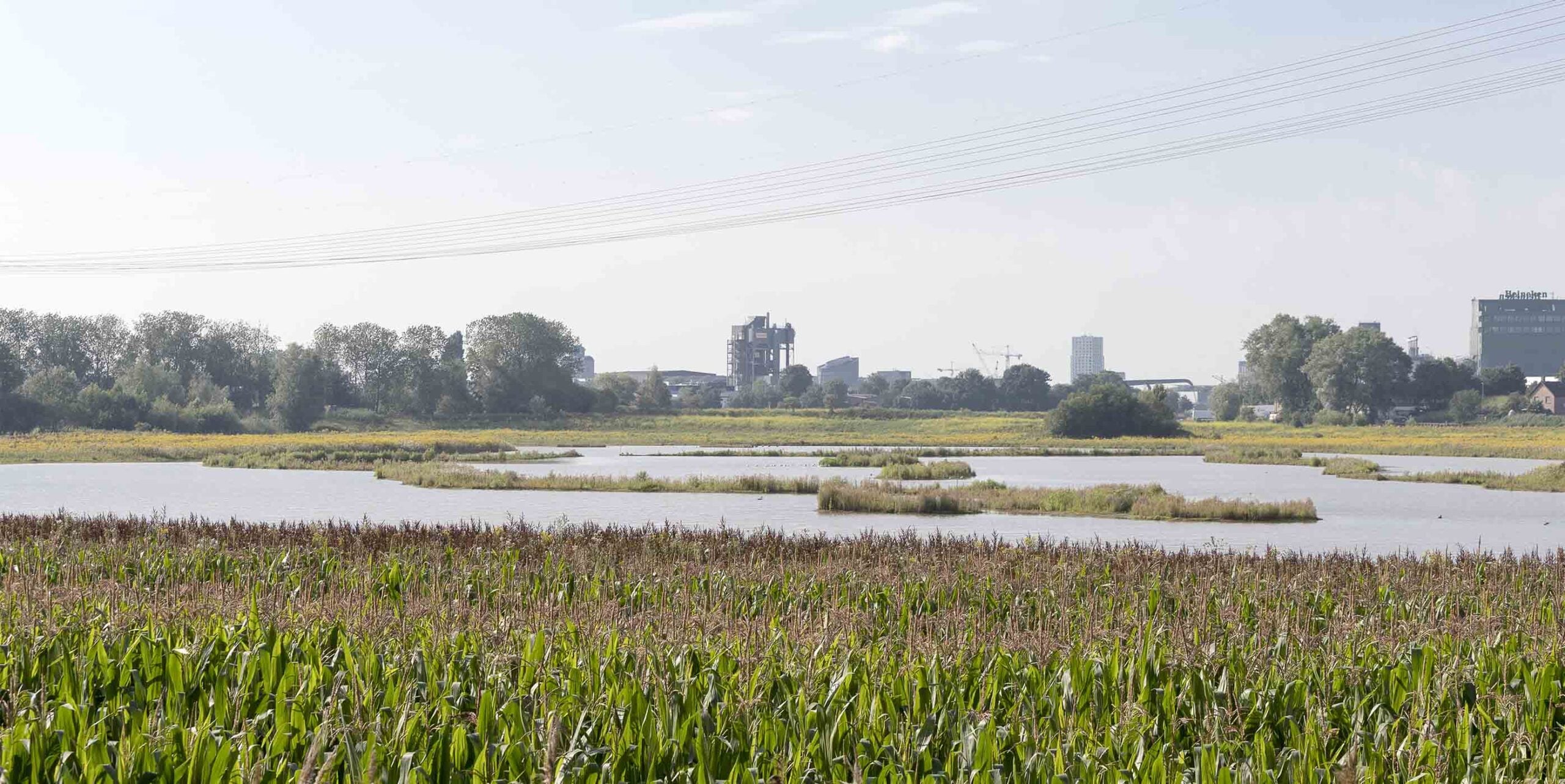 Uiterwaarden met maisveld, waterplas en rietkragen op de voorgrond met een stadssilhouet op de achtergrond.