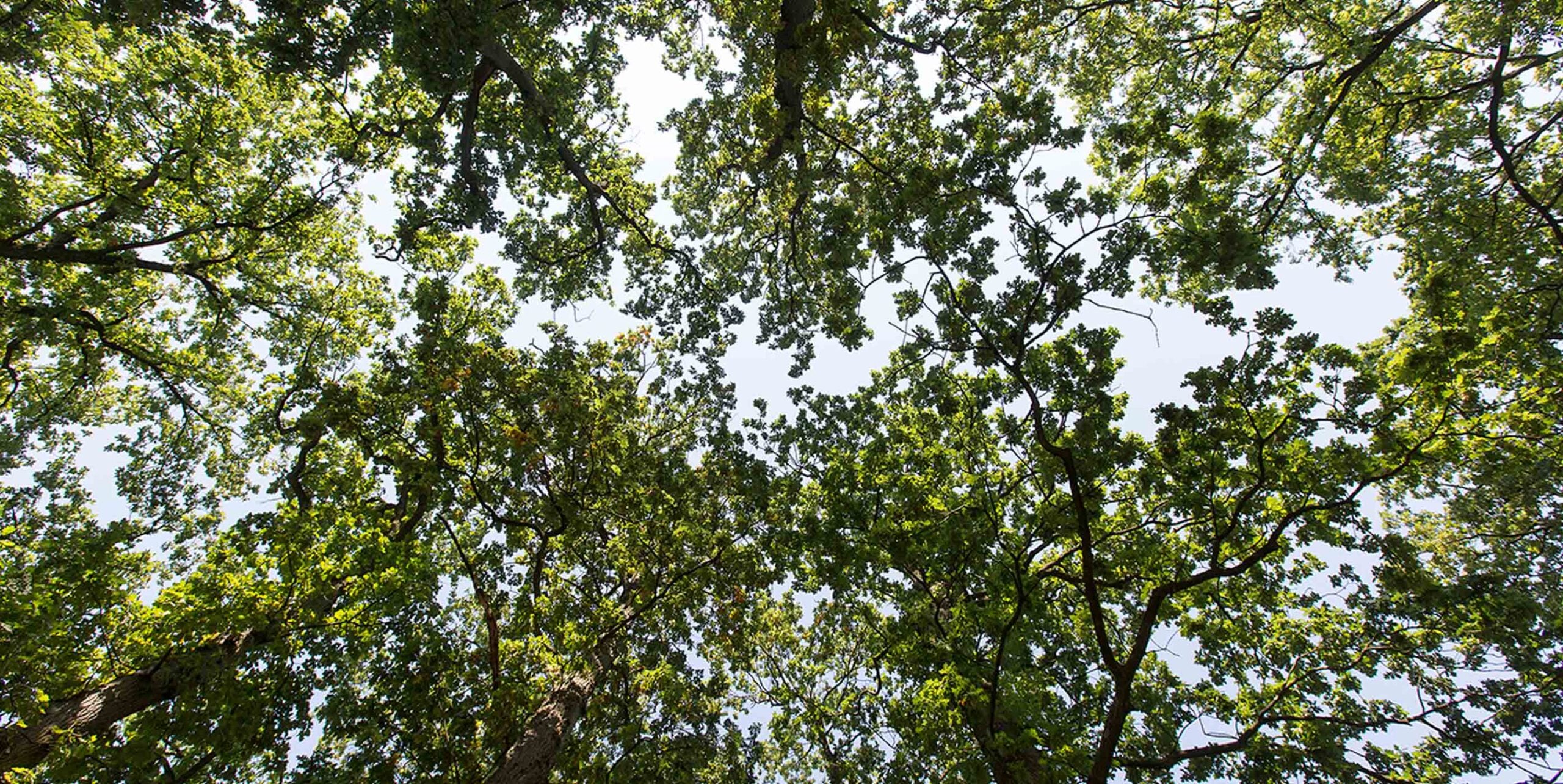 Blik omhoog door een bladerdak van volwassen loofbomen tegen een lichte lucht.