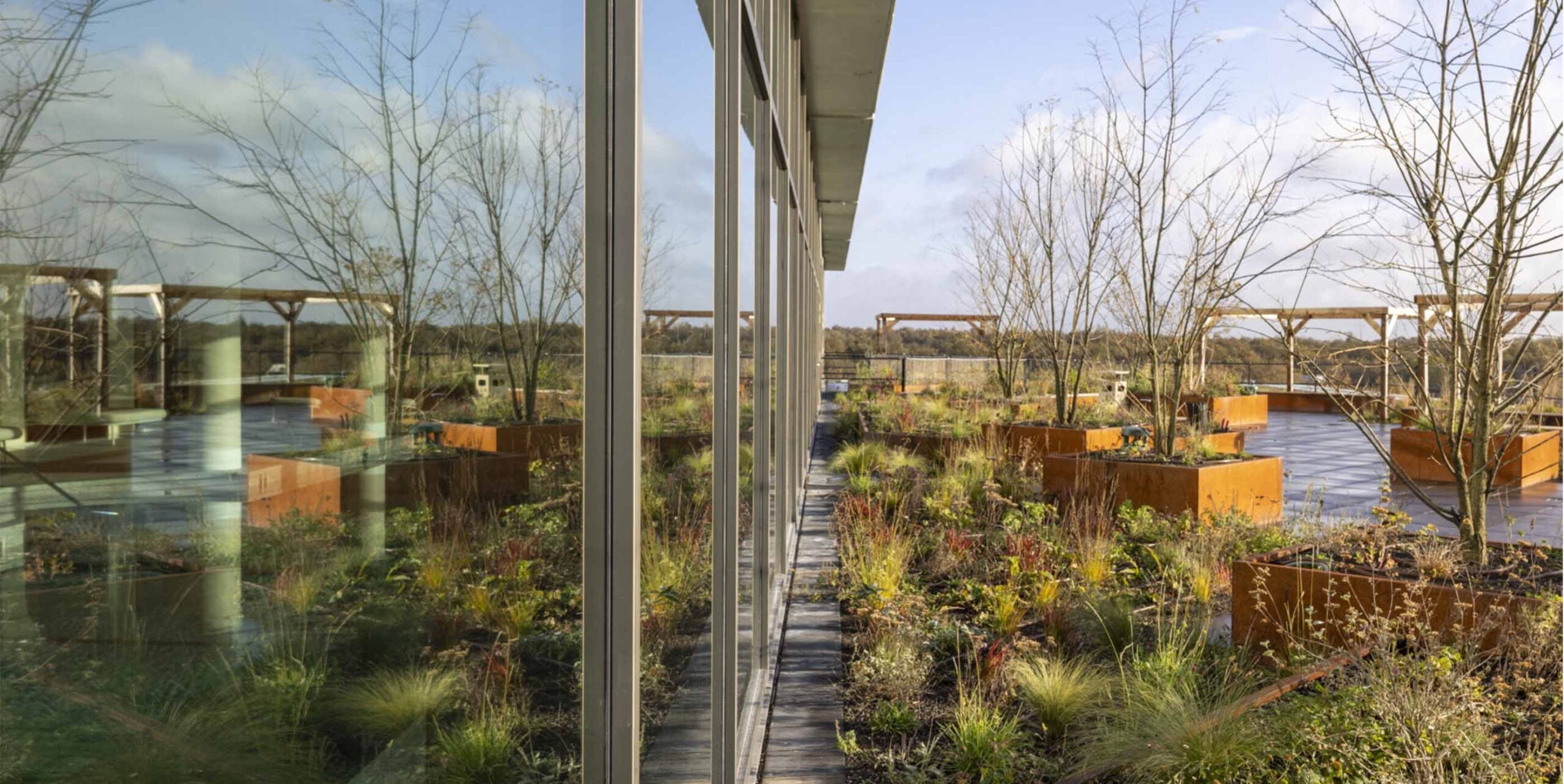 Beplant dakterras met cortenstalen plantenbakken en vaste beplanting langs een glazen gevel.