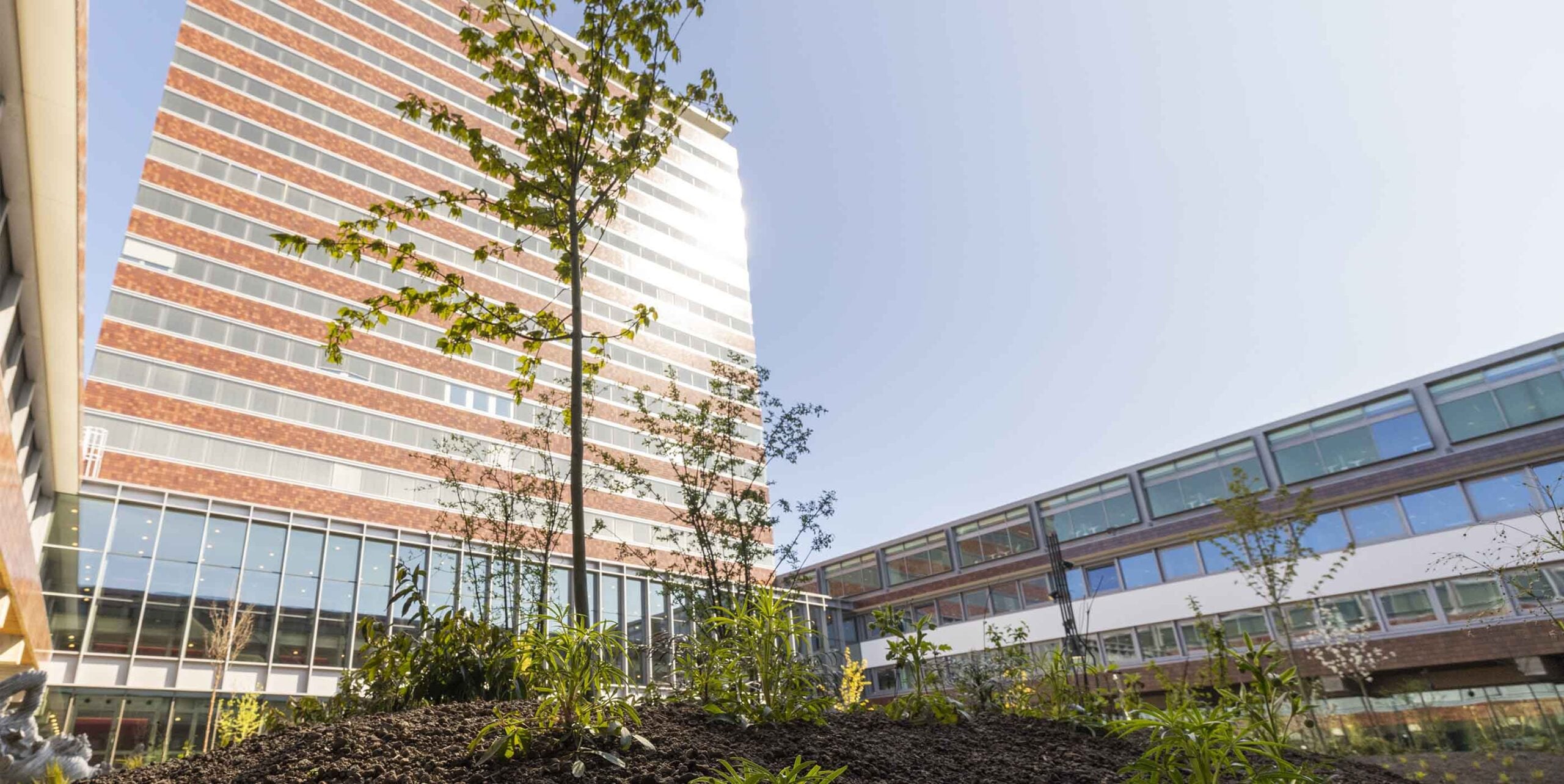 Nieuw aangelegde beplanting met jonge boom in binnentuin tussen kantoorgebouwen.