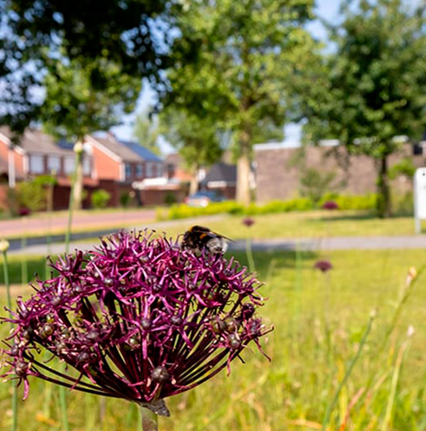 Hommel op paarse sierui in openbaar groen van een woonwijk.