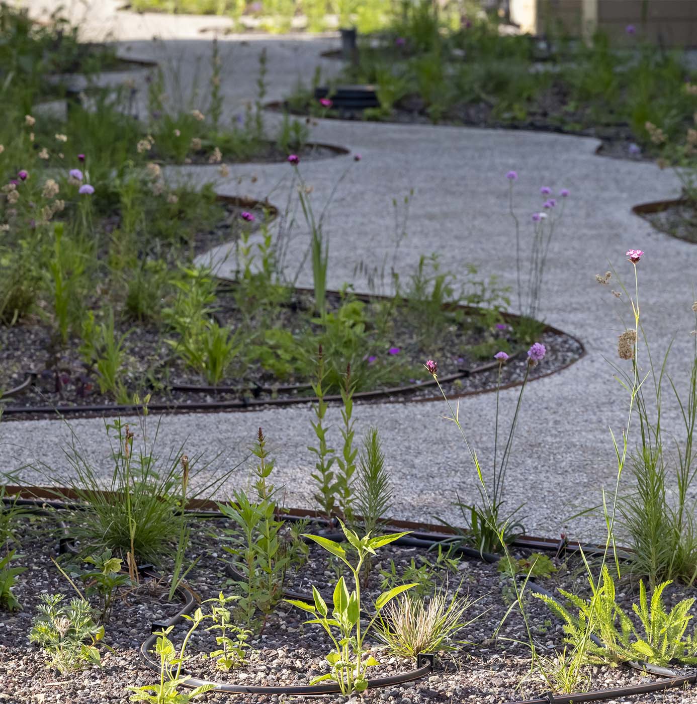 Slingerend grindpad tussen beplantingsvakken met vaste planten en siergrassen, omzoomd door metalen boordranden.