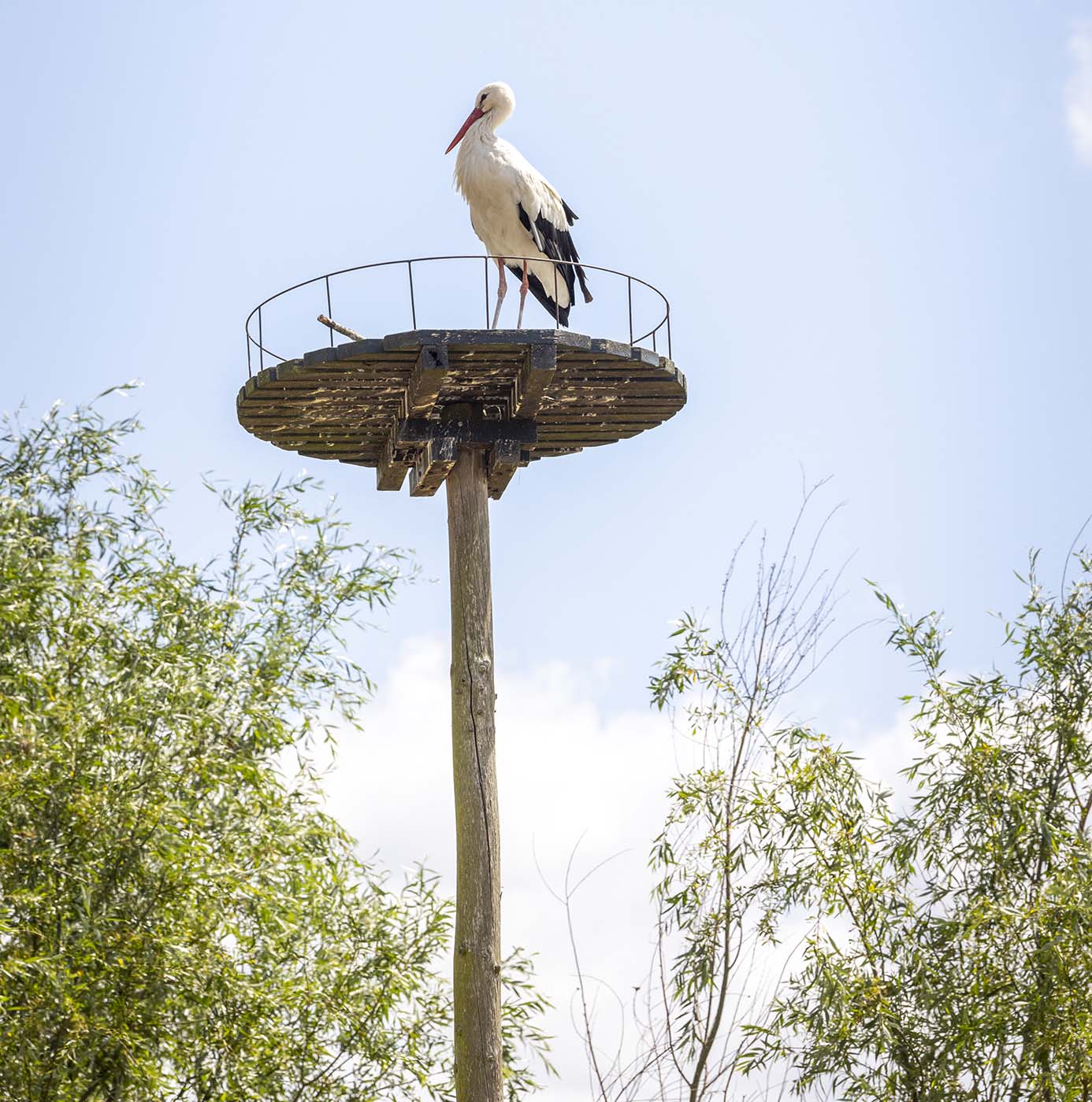 Ooievaar staat op een houten nestpaal tussen groene bomen.
