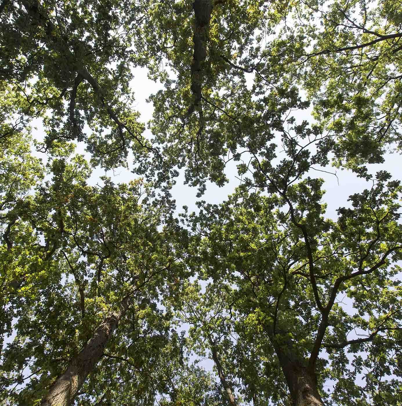 Boomkronen met groen bladerdak gezien vanaf de grond, richting de lucht.