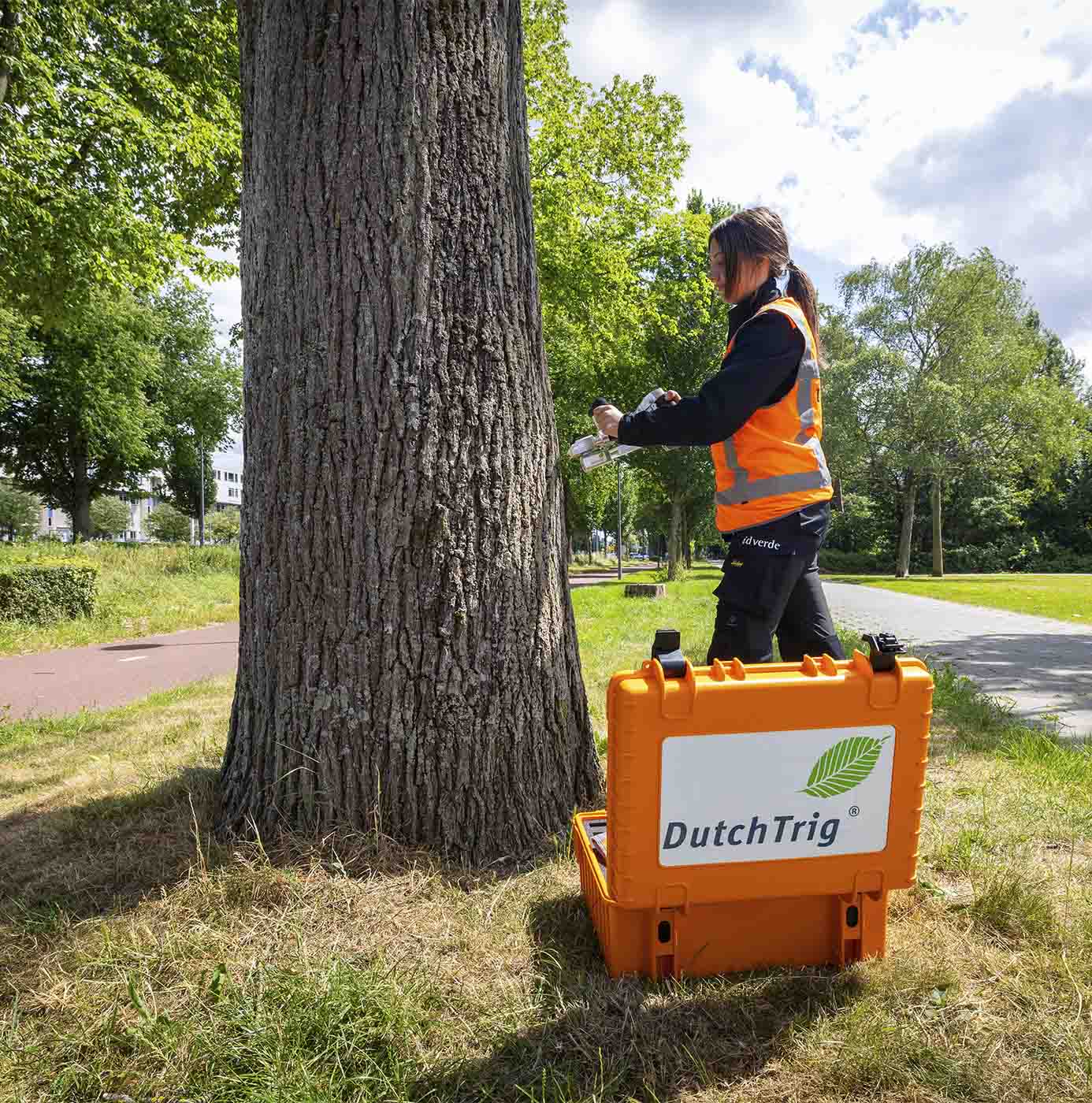 Medewerker van idverde voert een boomonderzoek uit met DutchTrig-apparatuur bij een boomstam langs een laan.