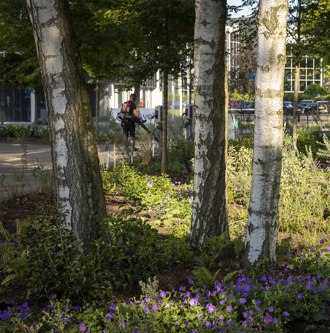 Medewerker onderhoudt beplanting met bosmaaier tussen berkenbomen en bloeiende geraniums bij een bedrijfspand.