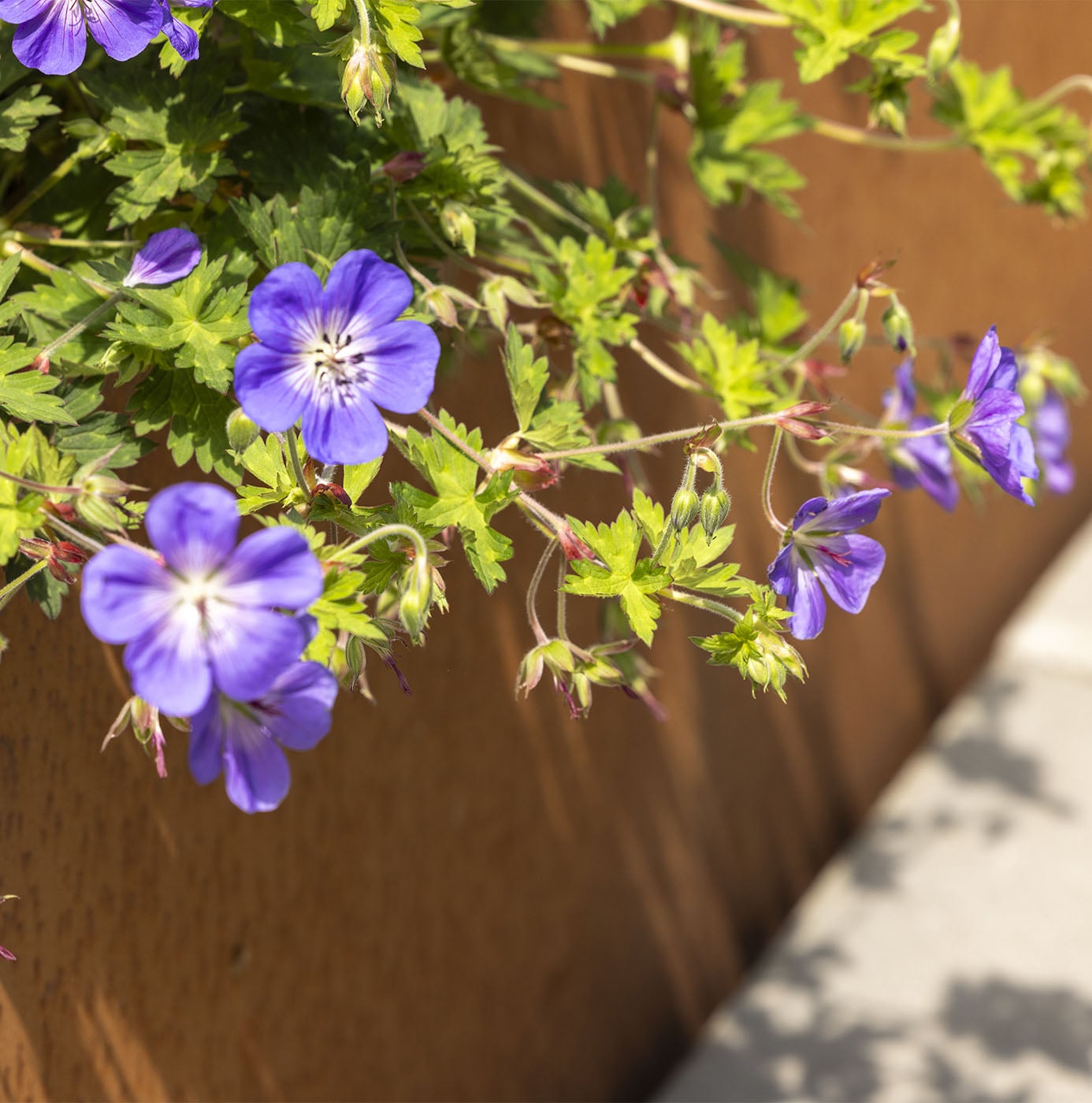 Blauwpaarse ooievaarsbek bloeit over de rand van een cortenstalen plantenbak.