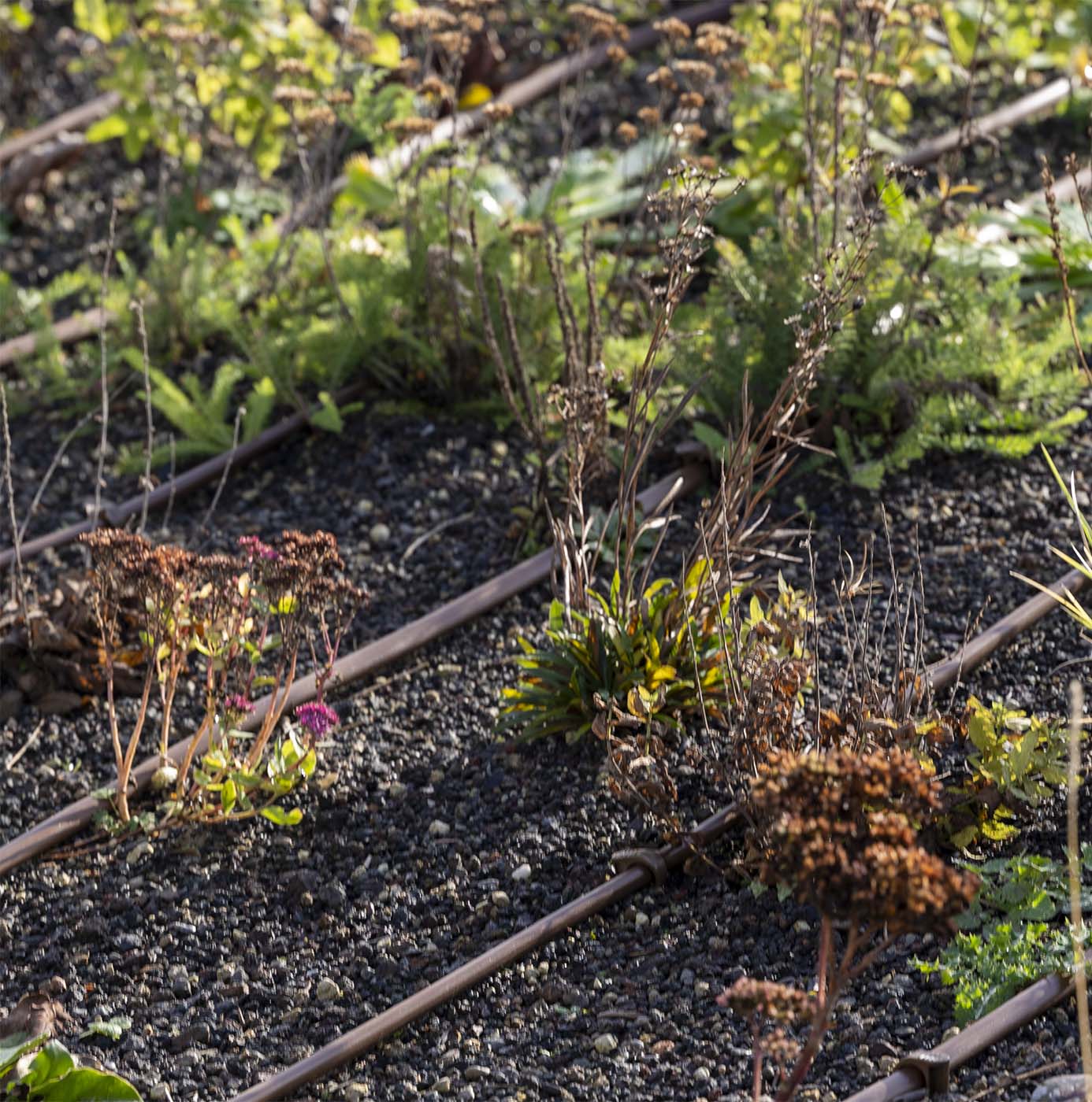 Uitgebloeide vaste planten en siergrassen groeien tussen grindbedding met leidingen op een groenstrook.