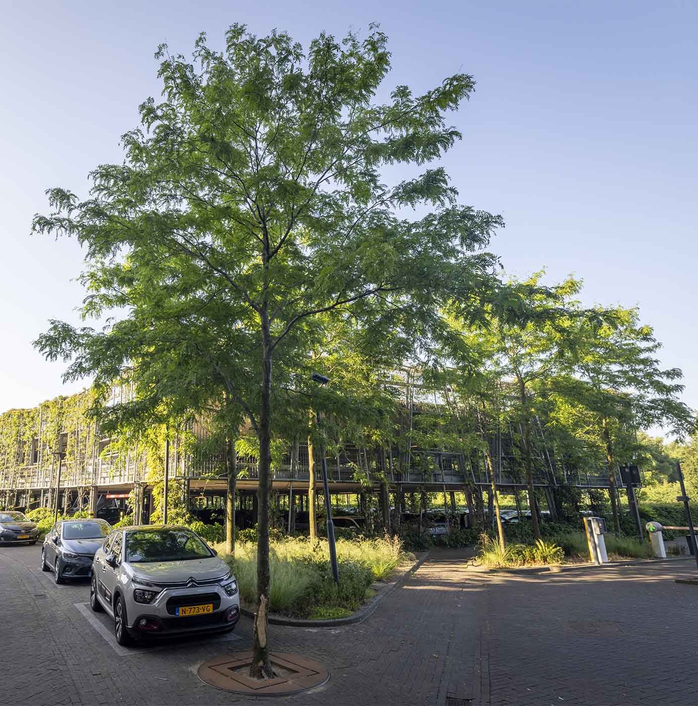 Bomen met boomroosters op een groen ingericht bedrijventerrein bij een parkeerplaats.