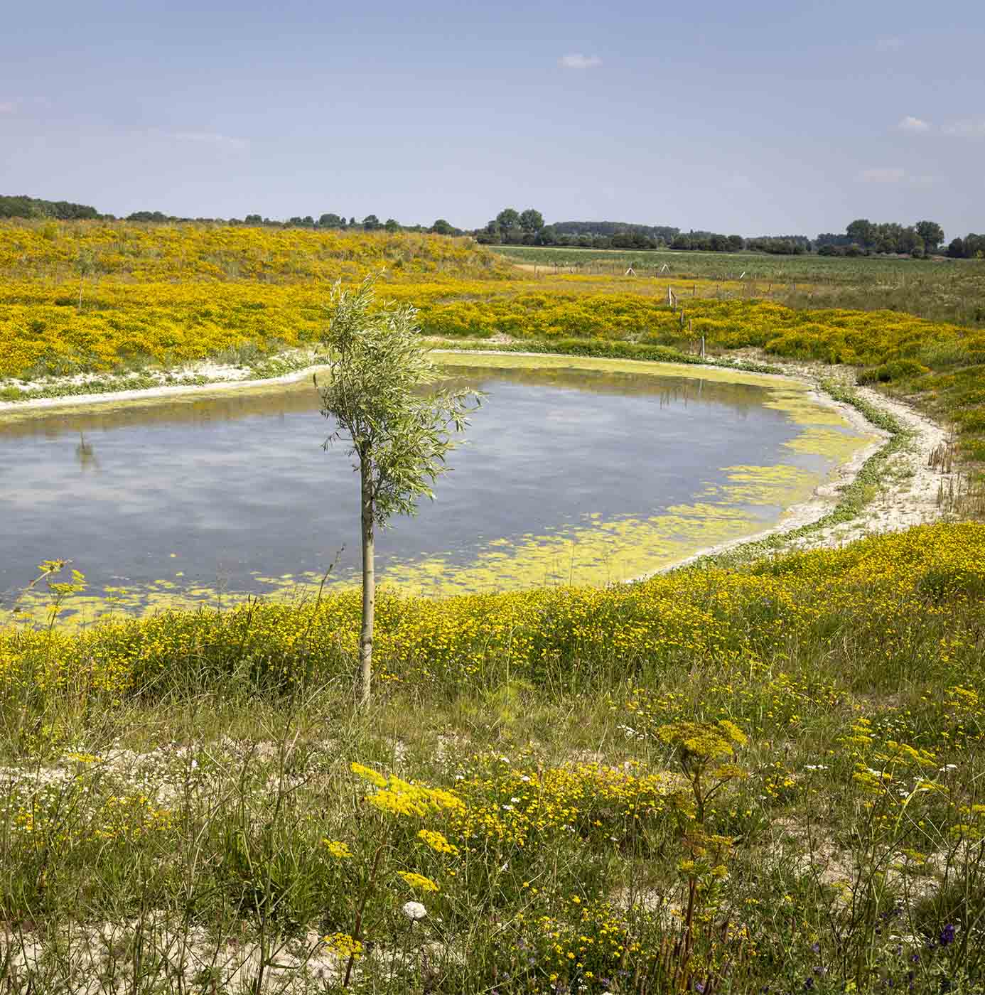 Natuurlijke waterplas omgeven door bloeiende gele wilde bloemen in een groenblauw landschap.