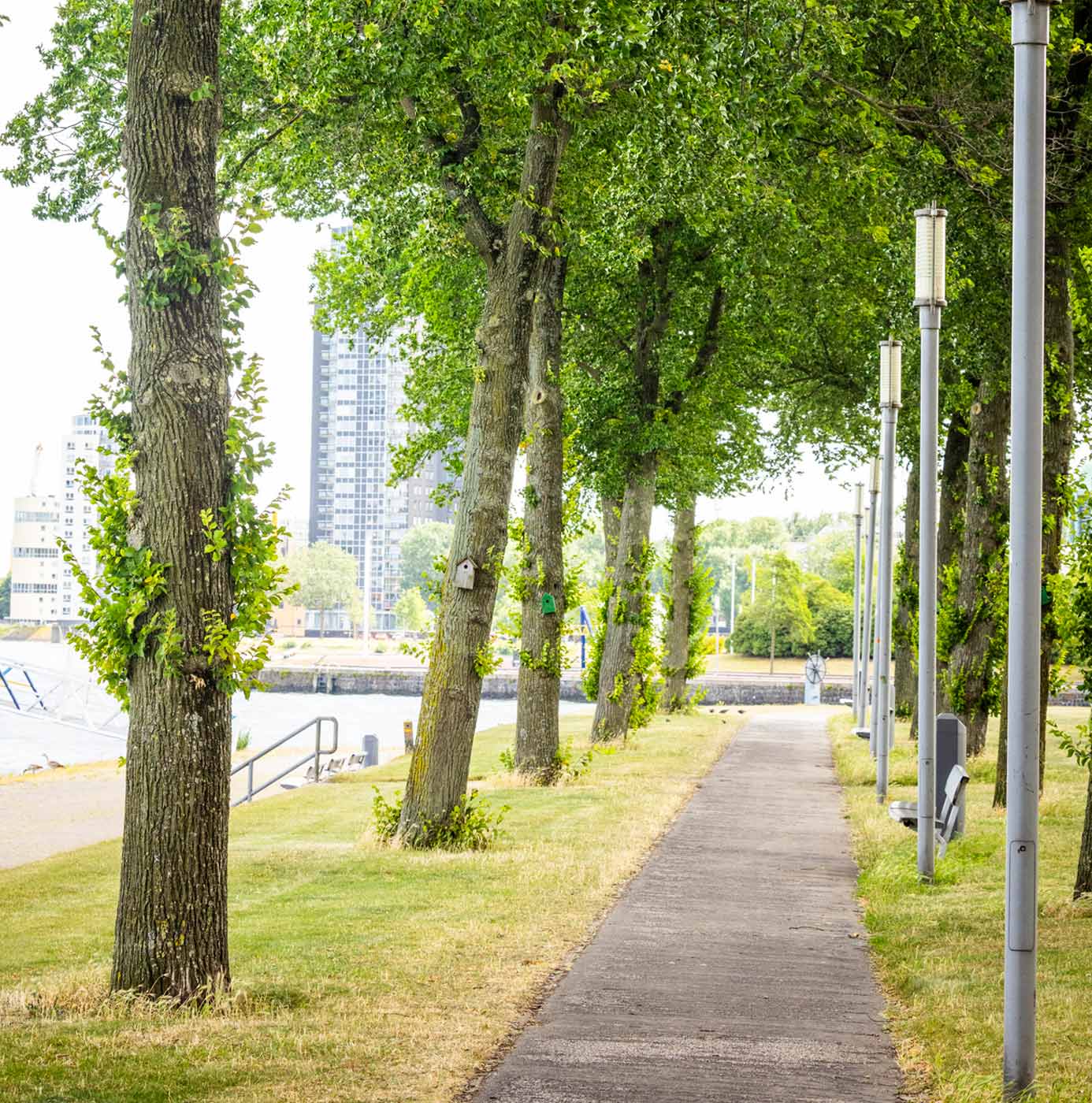 Wandelpad langs rij bomen aan het water met stadssilhouet op de achtergrond.