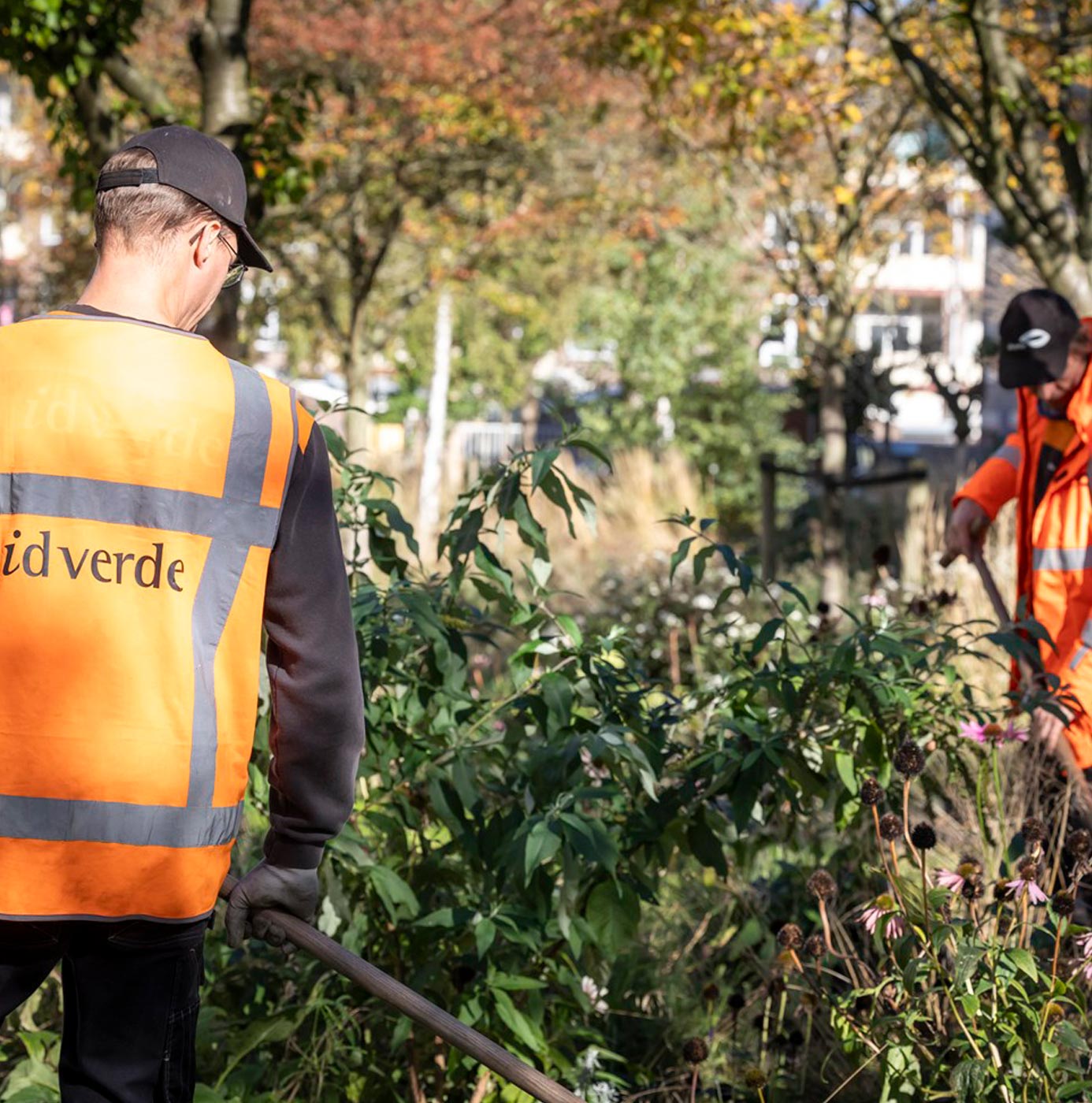 Twee idverde-medewerkers in oranje werkkleding onderhouden een beplantingsvak met vaste planten in een stedelijke groenstrook.