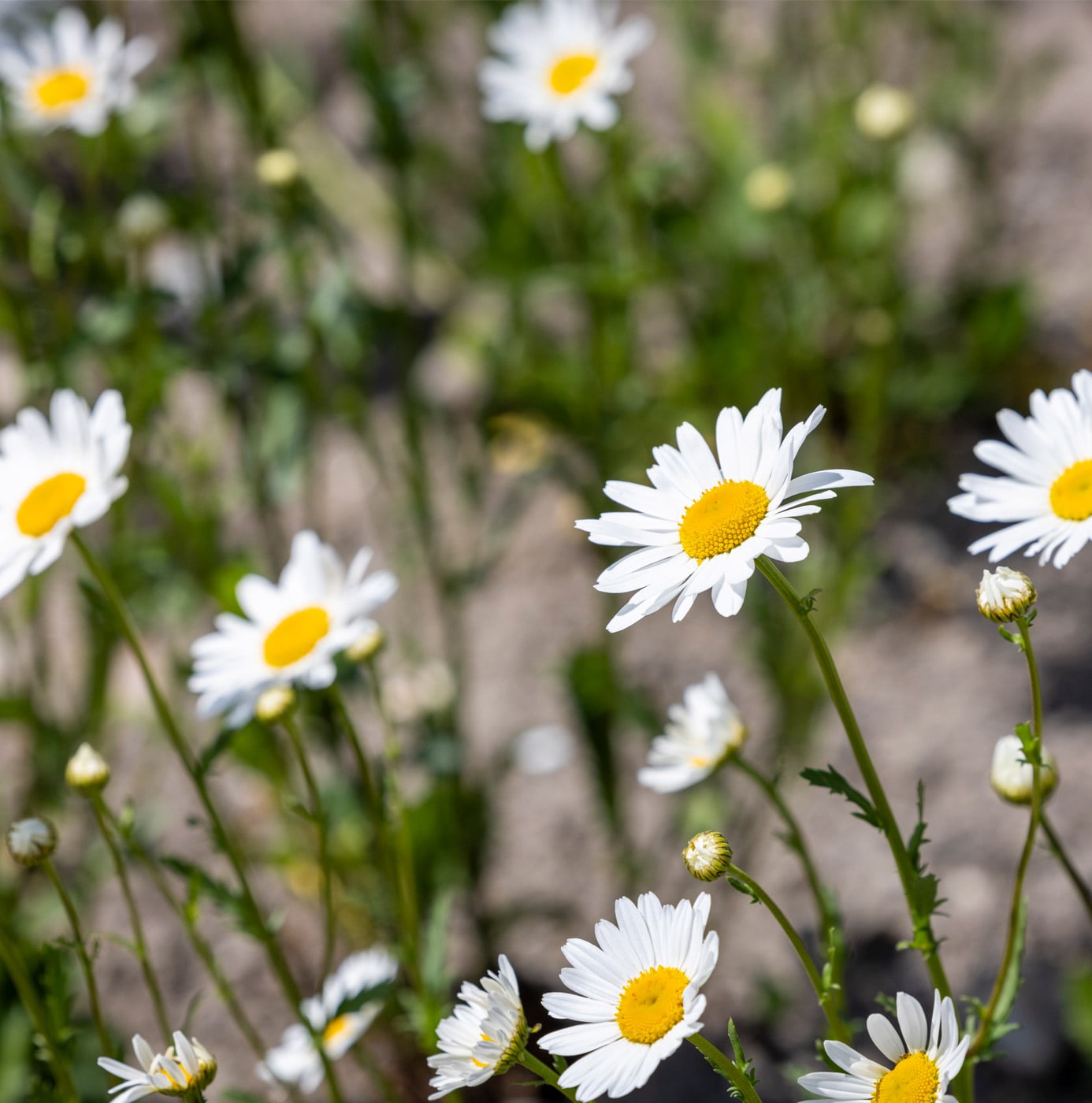 Bloeiende margrieten in een groenstrook.