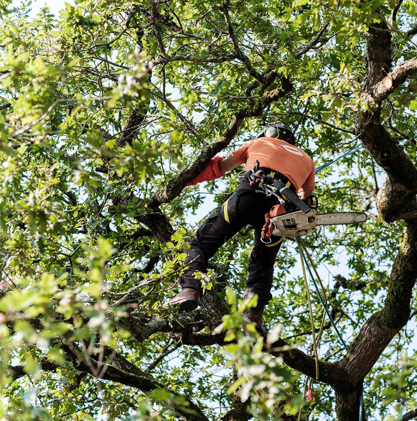 Boomverzorger van idverde klimt met kettingzaag en klimtouwen hoog in een boomkroon voor snoeiwerk.