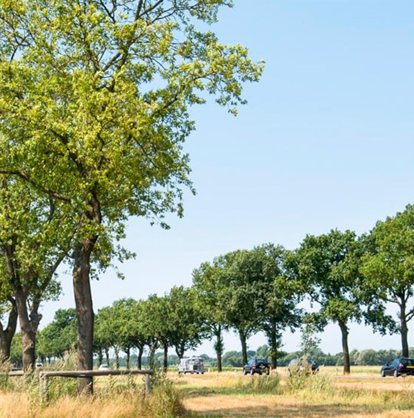 Bomenrij langs een landweg met bermgras en geparkeerde auto's in landelijk gebied.