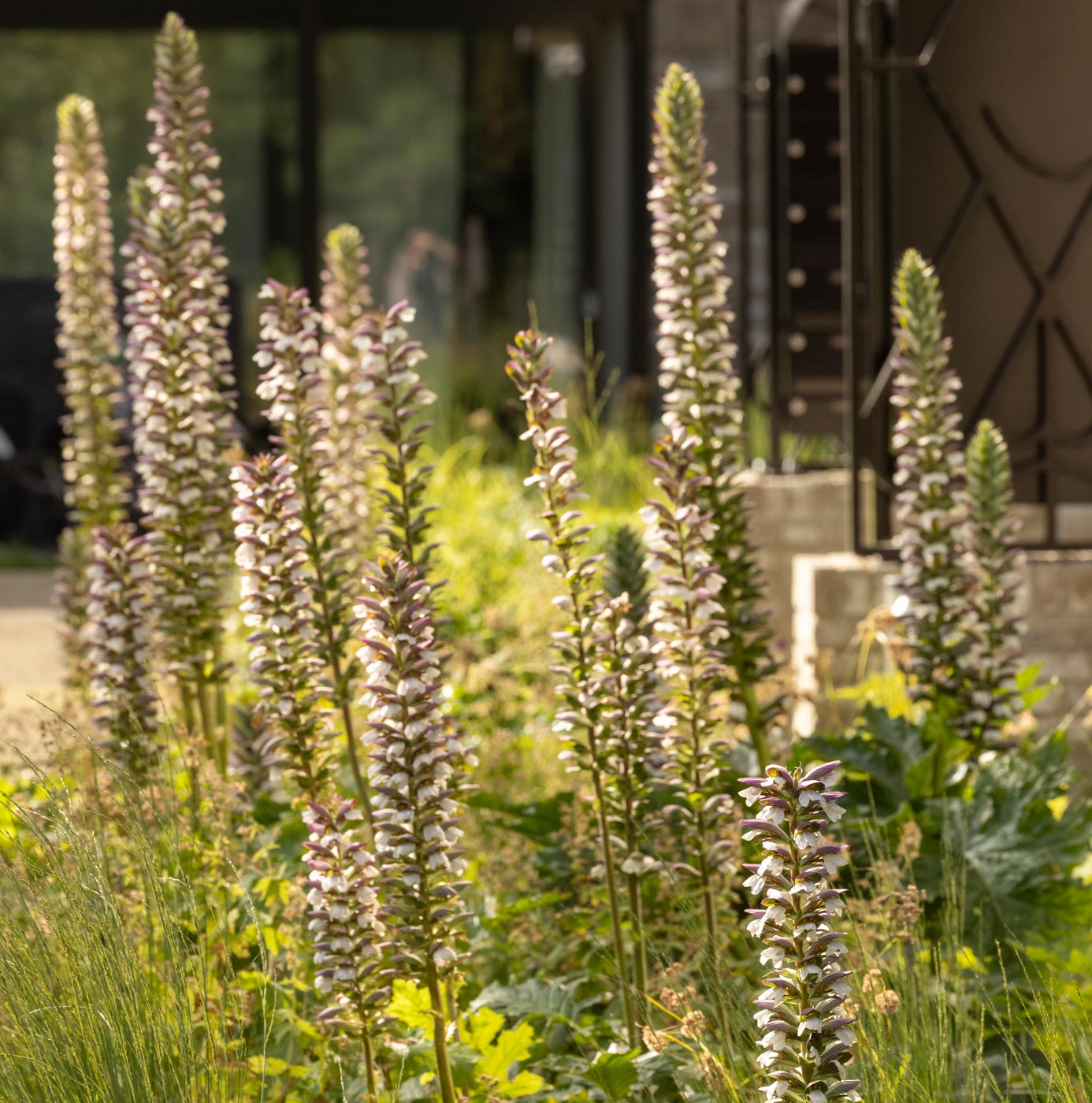 Hoge bloeiende acanthus-bloemstelen in een beplant grensvak bij een gebouw.