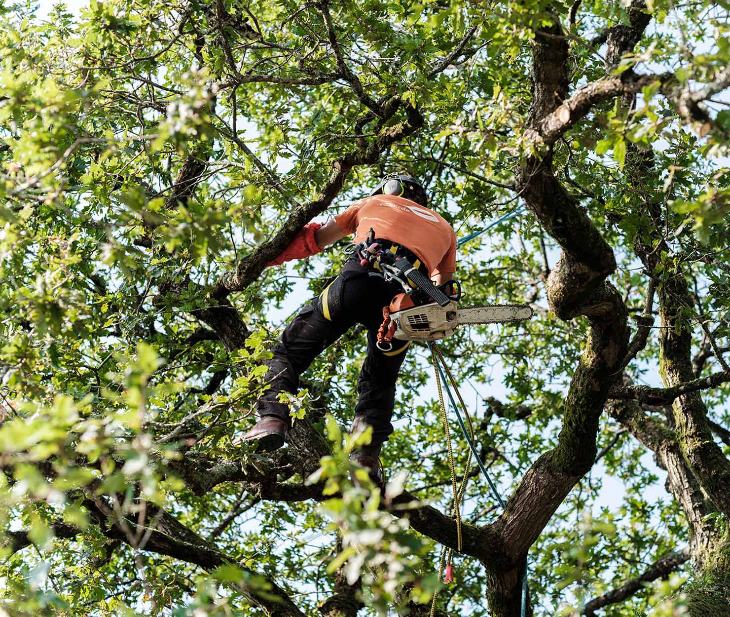 Boomverzorger van idverde klimt met kettingzaag en klimtouwen hoog in een boomkroon voor snoeiwerk.