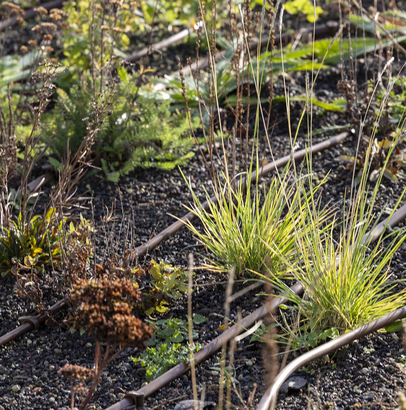 Siergrassen en uitgebloeide vaste planten in beplantingsvak met druppelirrigatieslangen op grindbed.