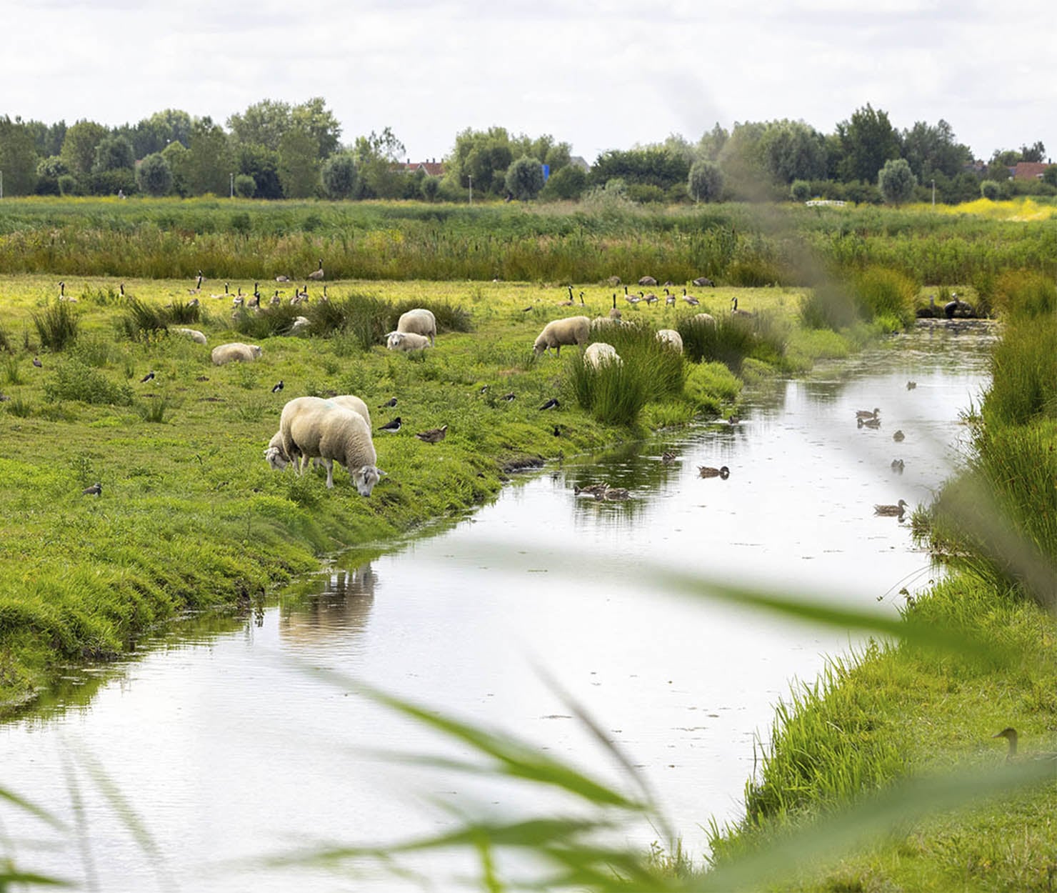 Schapen grazen langs een oever met watervogels en een sloot in een groen polderlandschap.