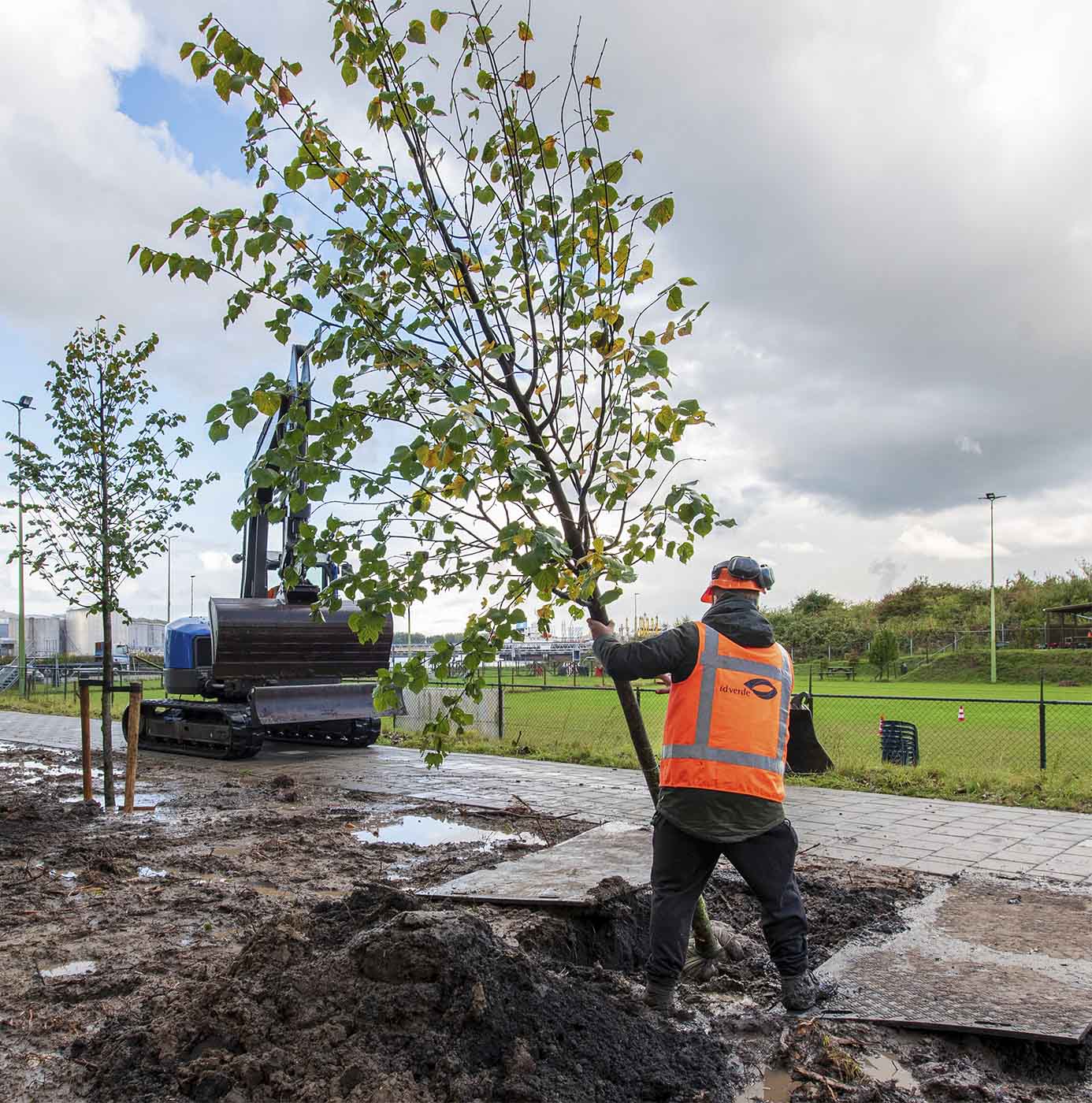 Medewerker van idverde plant een jonge boom in een nieuw aangelegd plantsoen naast een graafmachine.