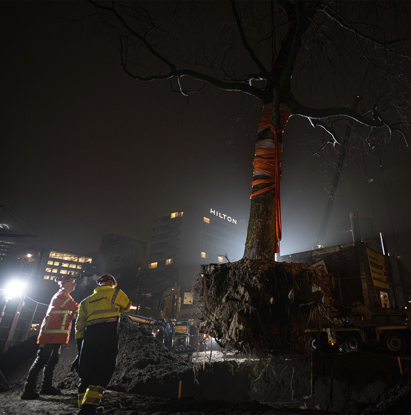 Medewerkers begeleiden 's nachts de verplanting van een grote boom met kluit in stedelijke omgeving.