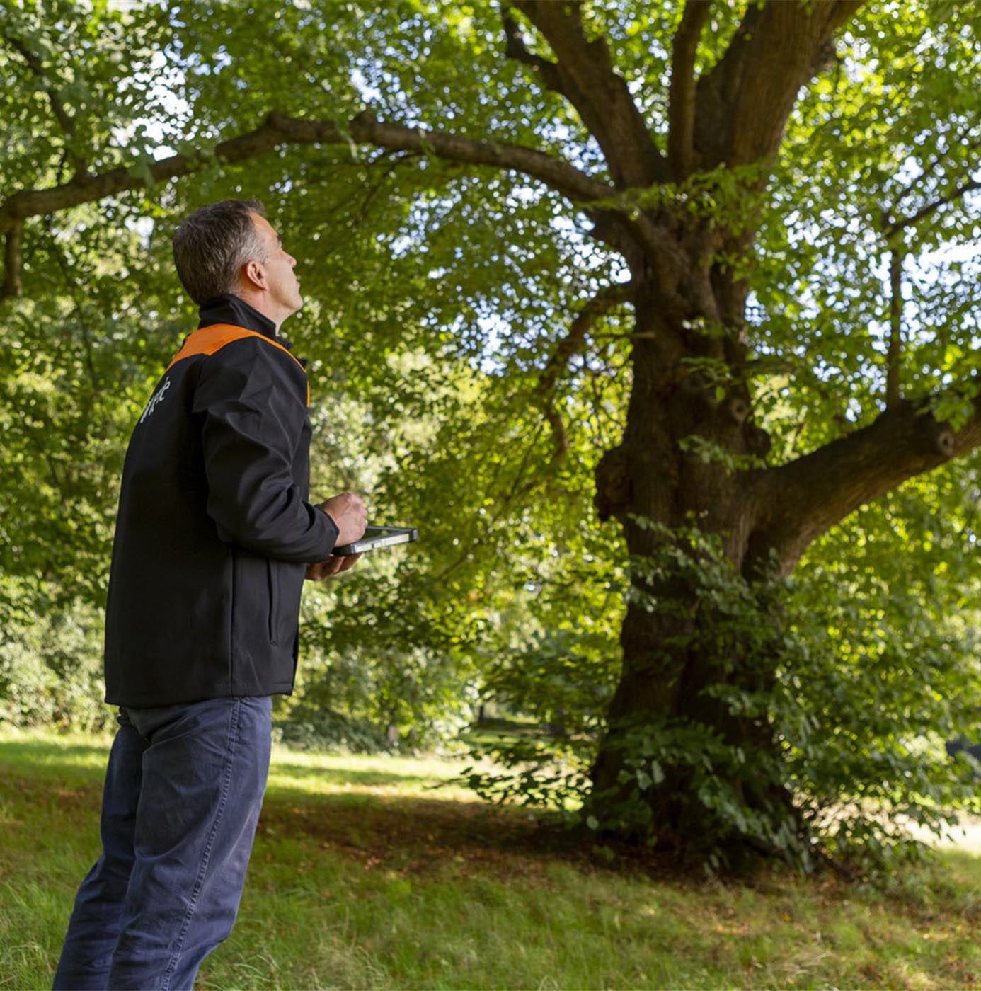Medewerker inspecteert een grote boom met een tablet in de hand.
