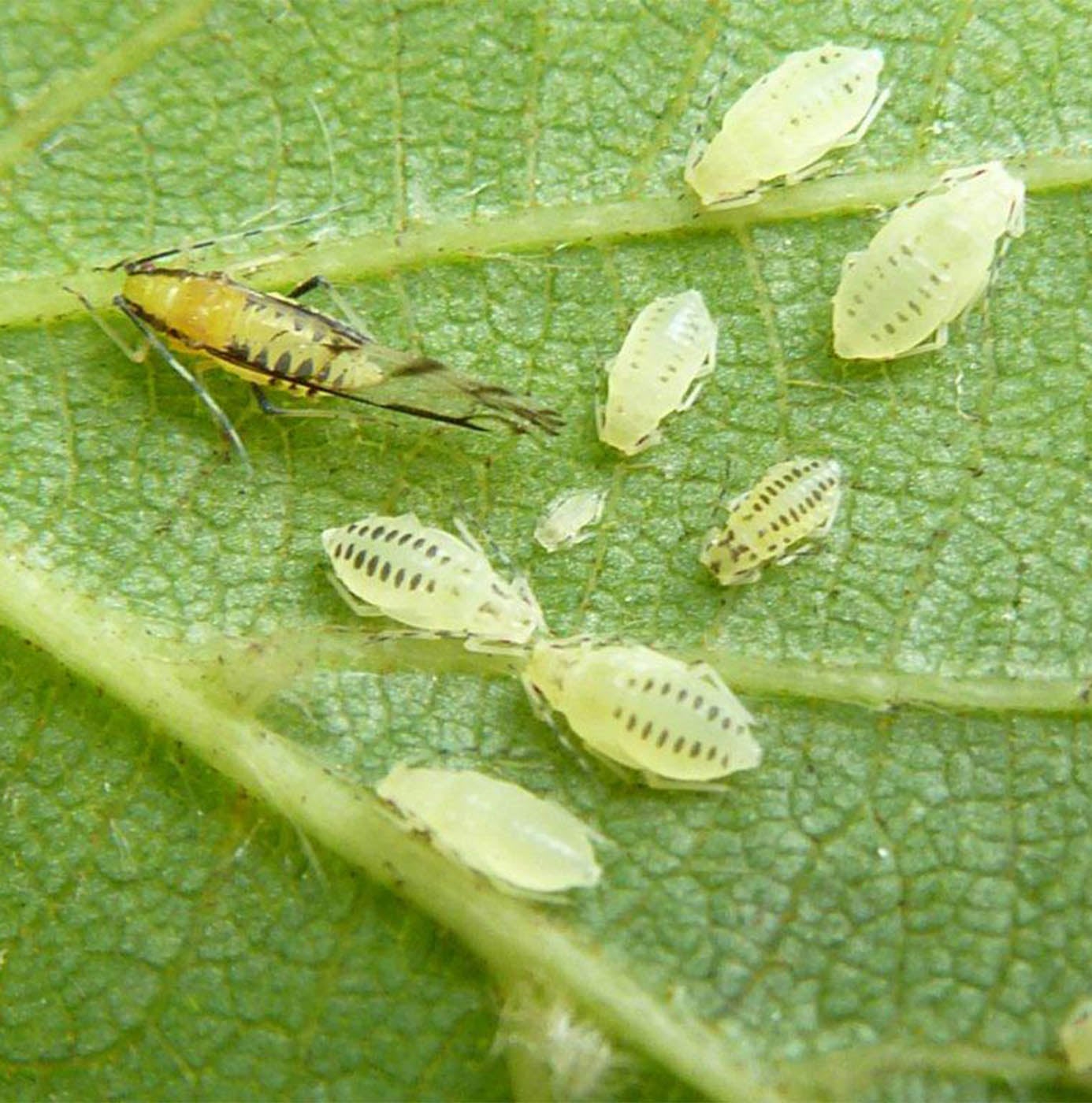 Close-up van bladluizen en een cicade-nimf op de onderzijde van een blad, teken van plantenziekte of aantasting.