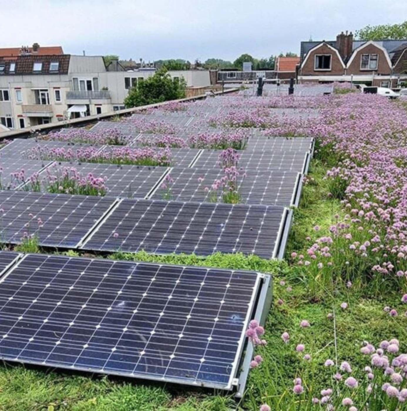 Groen dak met bloeiende bieslook tussen zonnepanelen op een stadswoning.