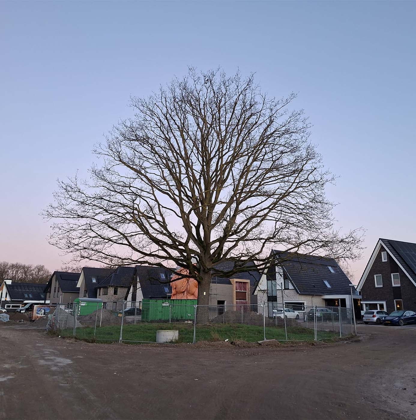 Beschermde monumentale boom met bouwhekken en stamwikkel te midden van een nieuwbouwwijk in aanleg.