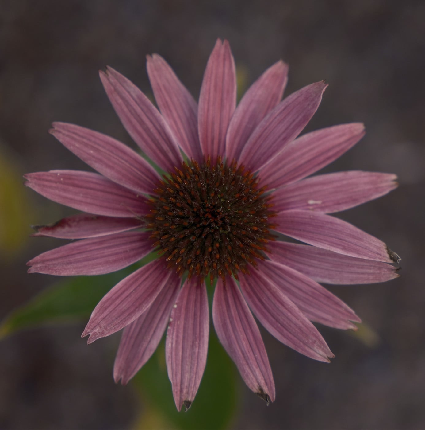 Close-up van een paarse zonnehoed (Echinacea) in een border.