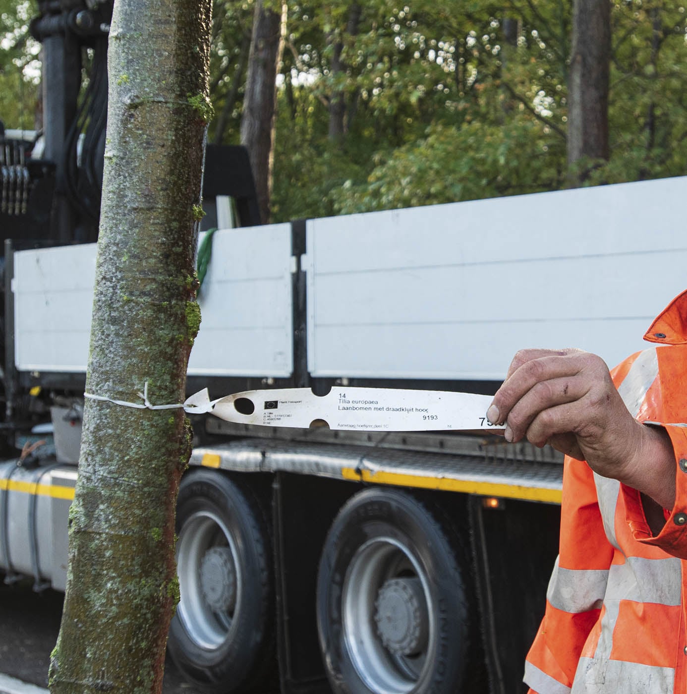 Medewerker controleert plantpaspoort van een linde (Tilia europaea) bij transport op vrachtwagen.