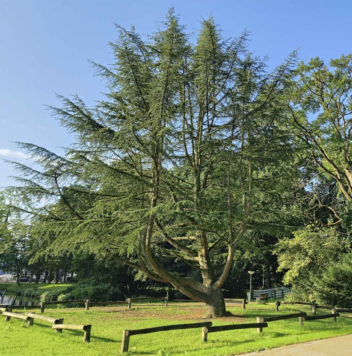 Volwassen ceder met karakteristieke vertakking, omheind door een houten afzetting in een park.