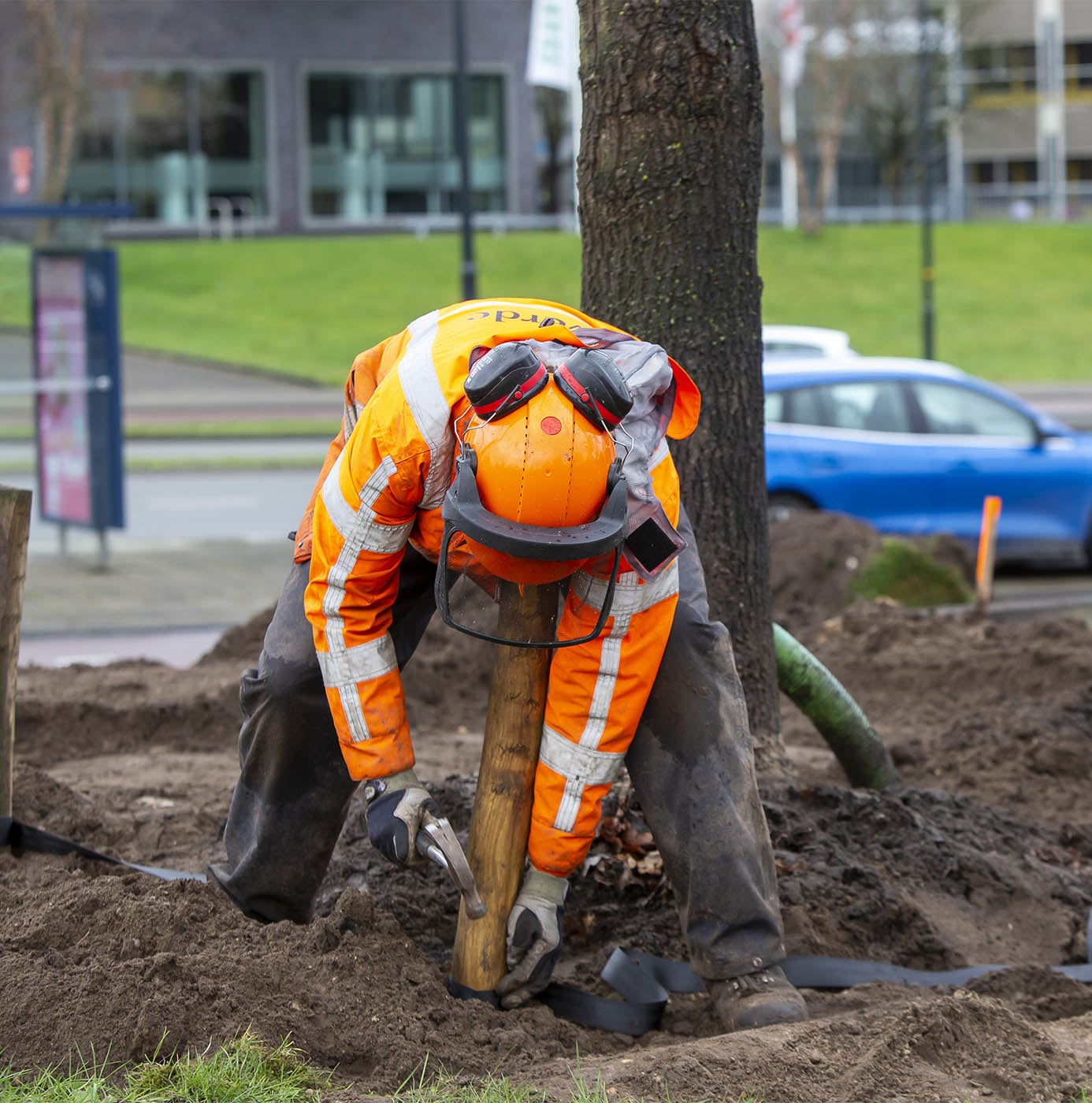 Medewerker in oranje werkkleding slaat een paal in de grond bij een pas geplante boom.