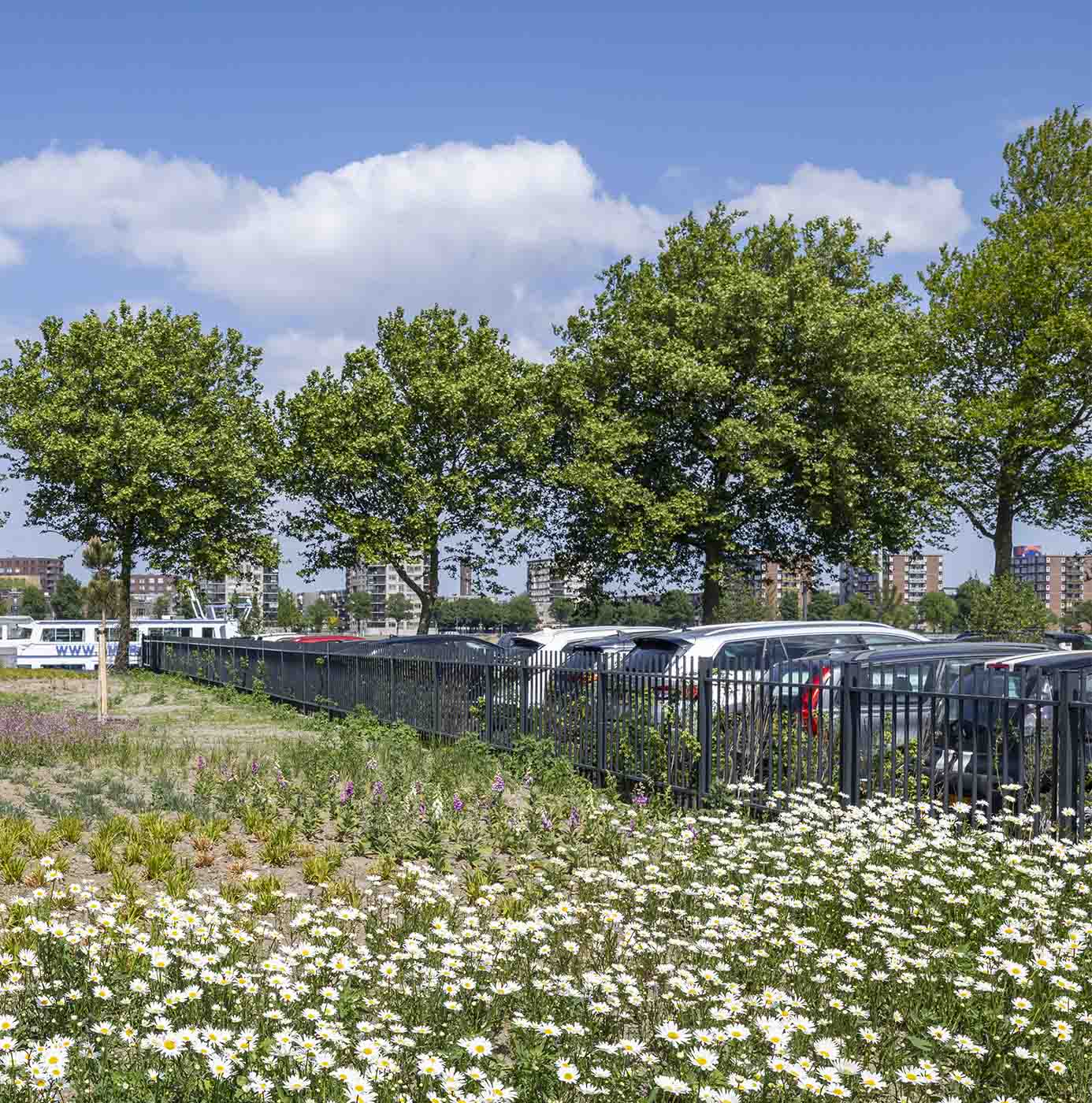 Bloemrijke border met margrieten en vingerhoedskruid langs een parkeerterrein in stedelijke omgeving.