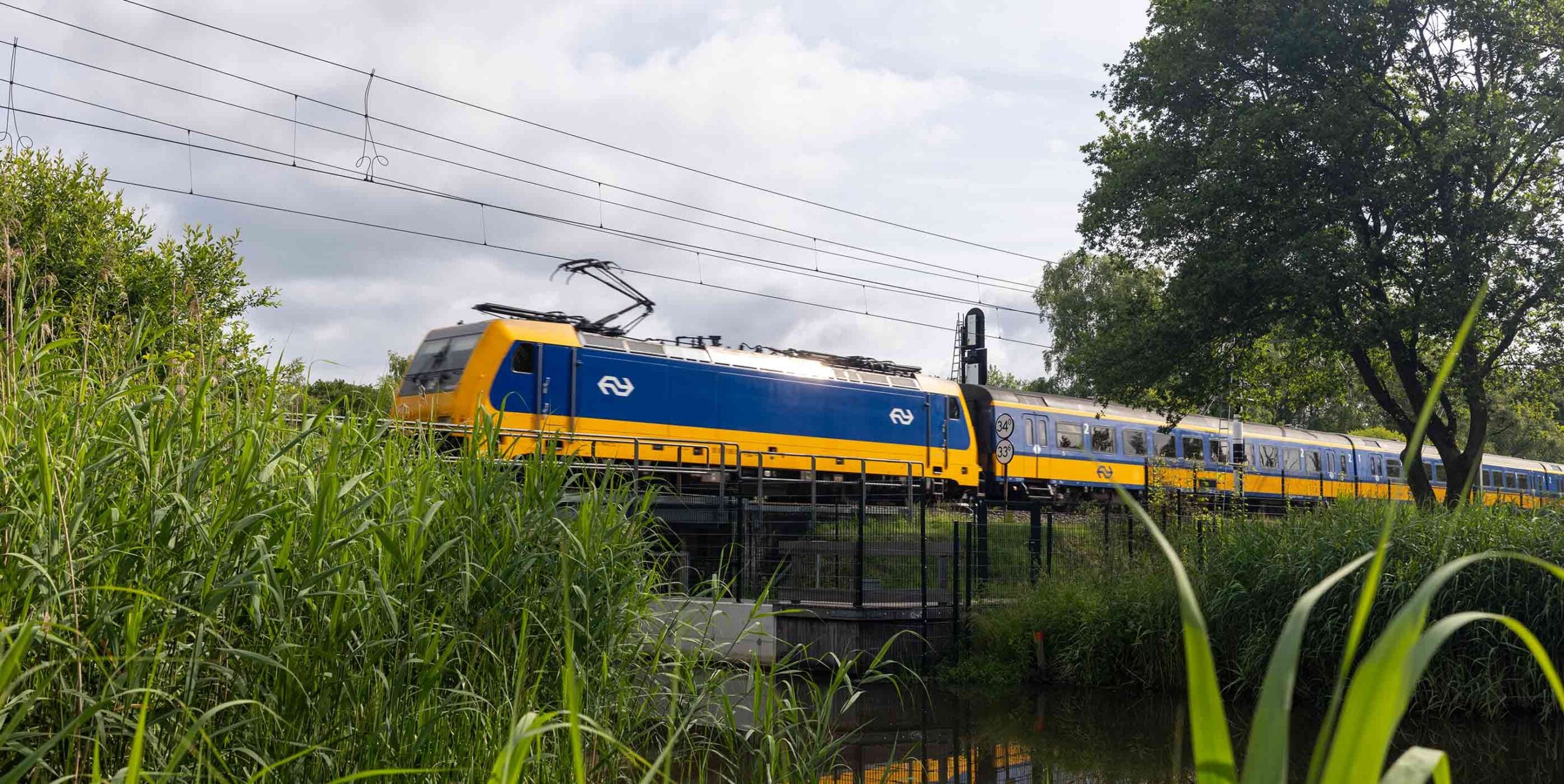 NS-trein rijdt over een brug langs weelderige begroeiing en riet bij het spoor.
