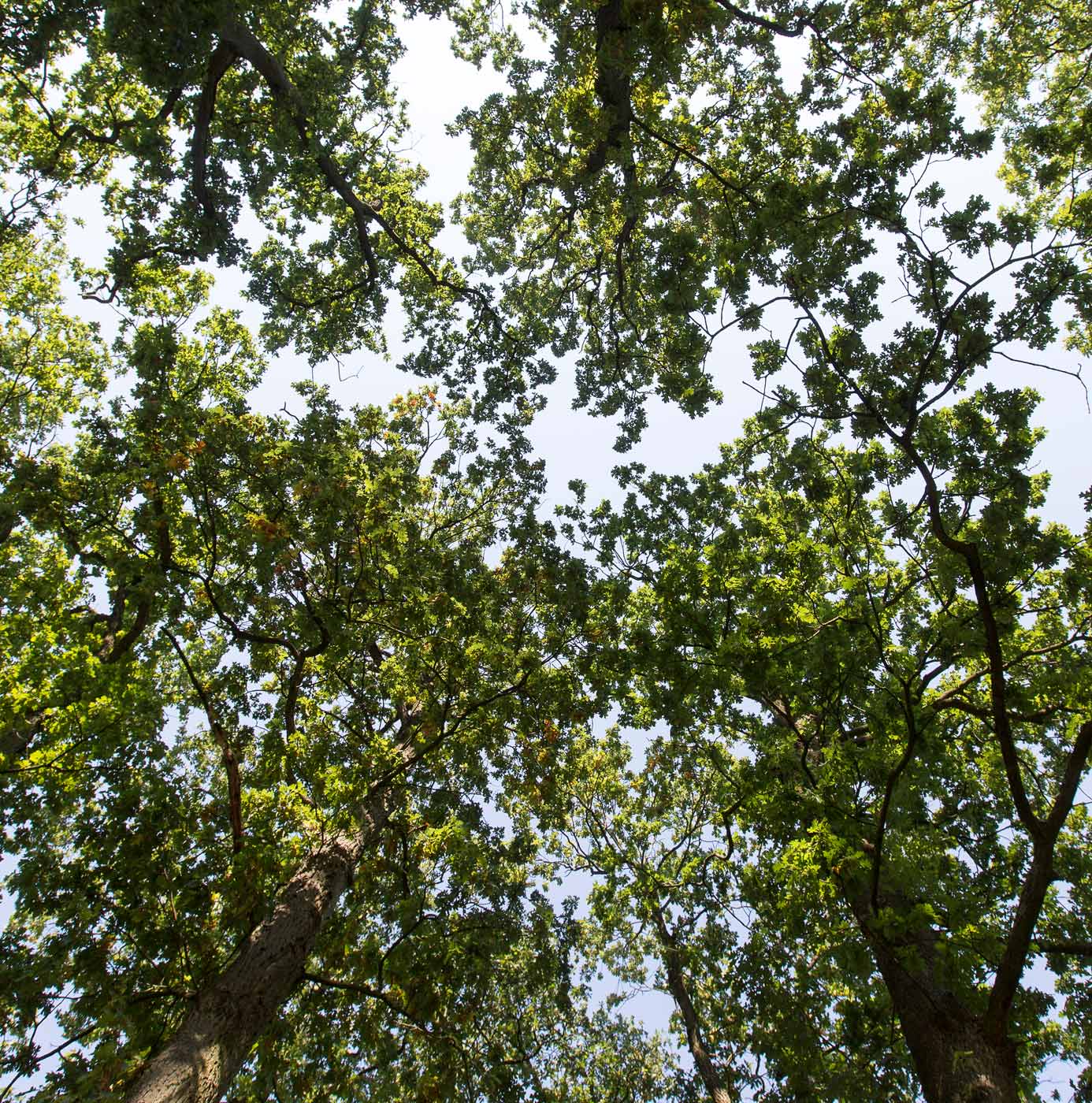 Blik omhoog door het bladerdak van volwassen loofbomen tegen een lichte lucht.