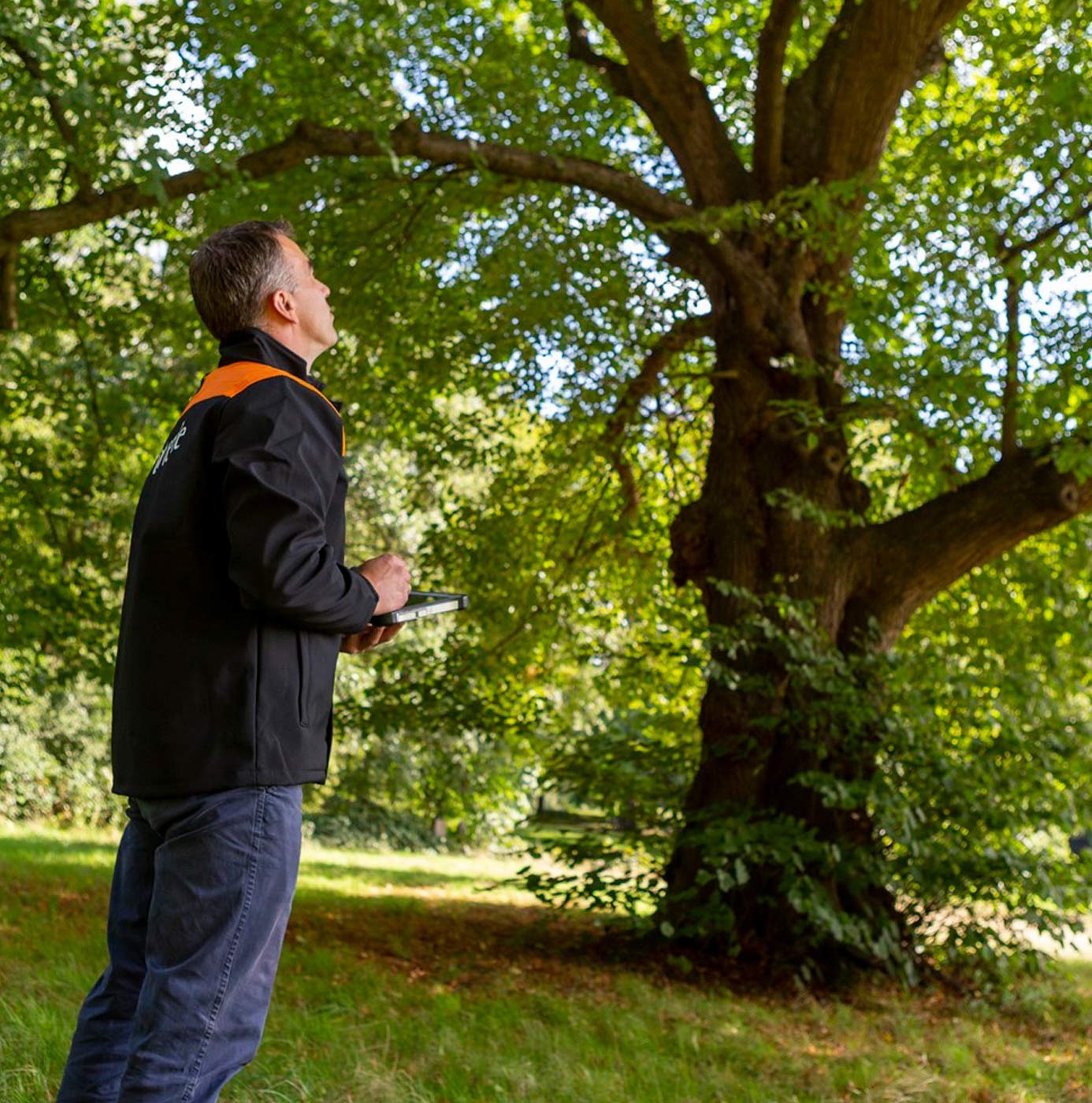Medewerker met tablet inspecteert een grote boom in een park.