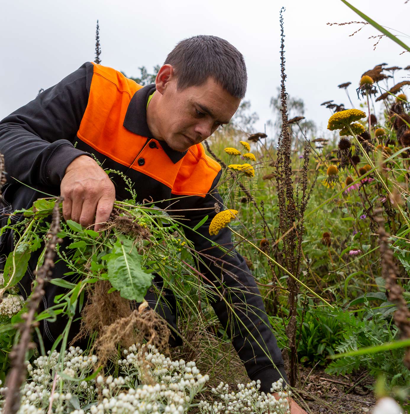 Medewerker in werkkleding wiedt onkruid tussen bloeiende vaste planten in een border.