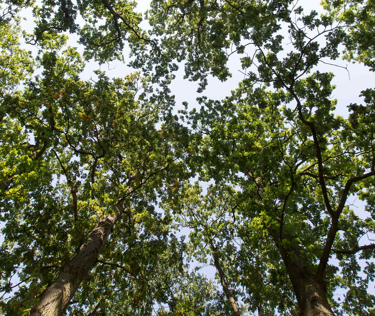 Blik omhoog door het bladerdak van volwassen loofbomen tegen een lichte lucht.
