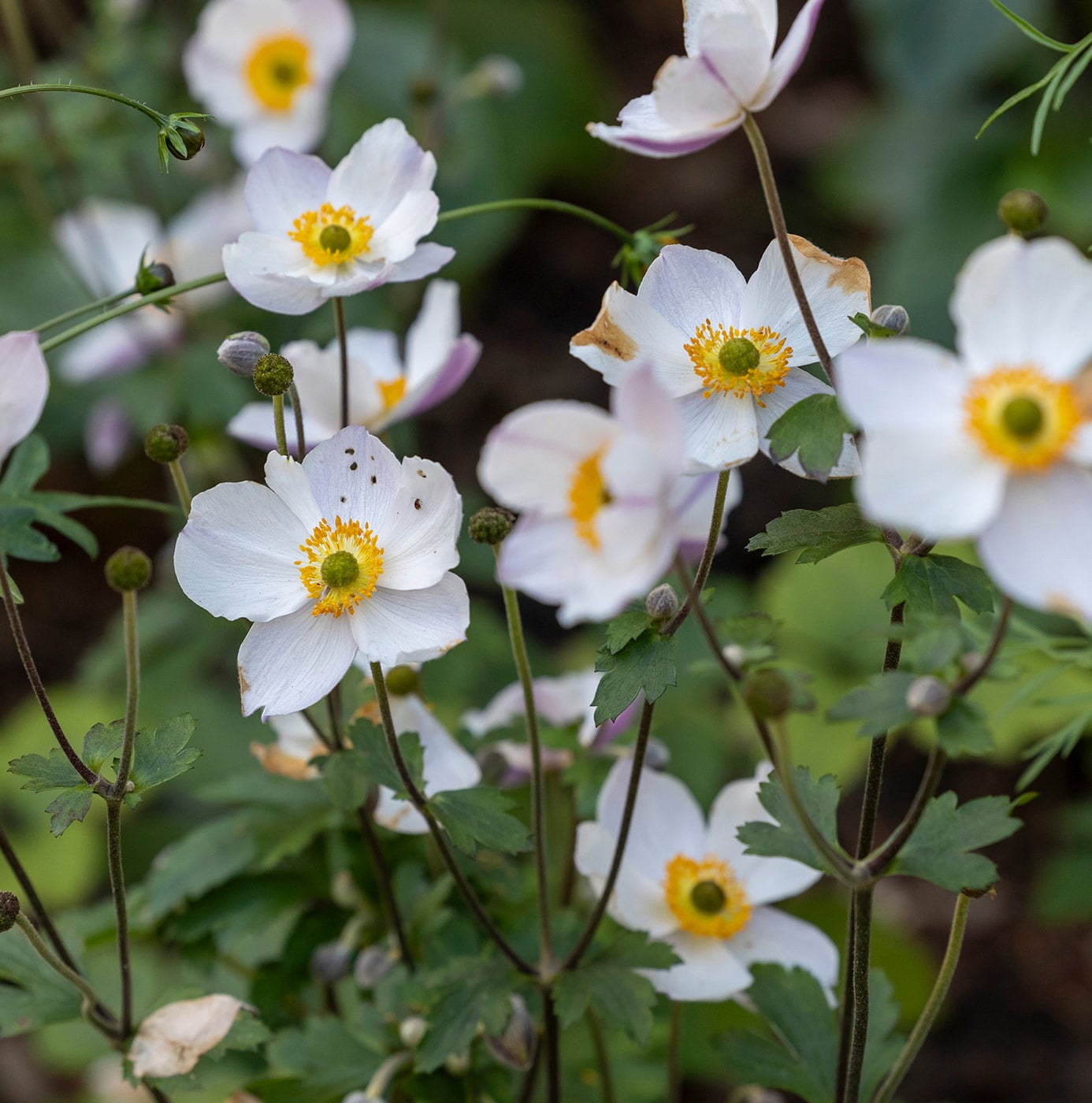 Witte herfstanemonen met gele hart in bloeiend perk.