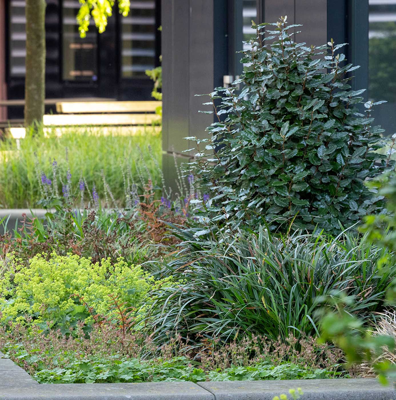Gemengde beplanting met vaste planten, siergrassen en een geschoren haag bij de entree van een bedrijfspand.