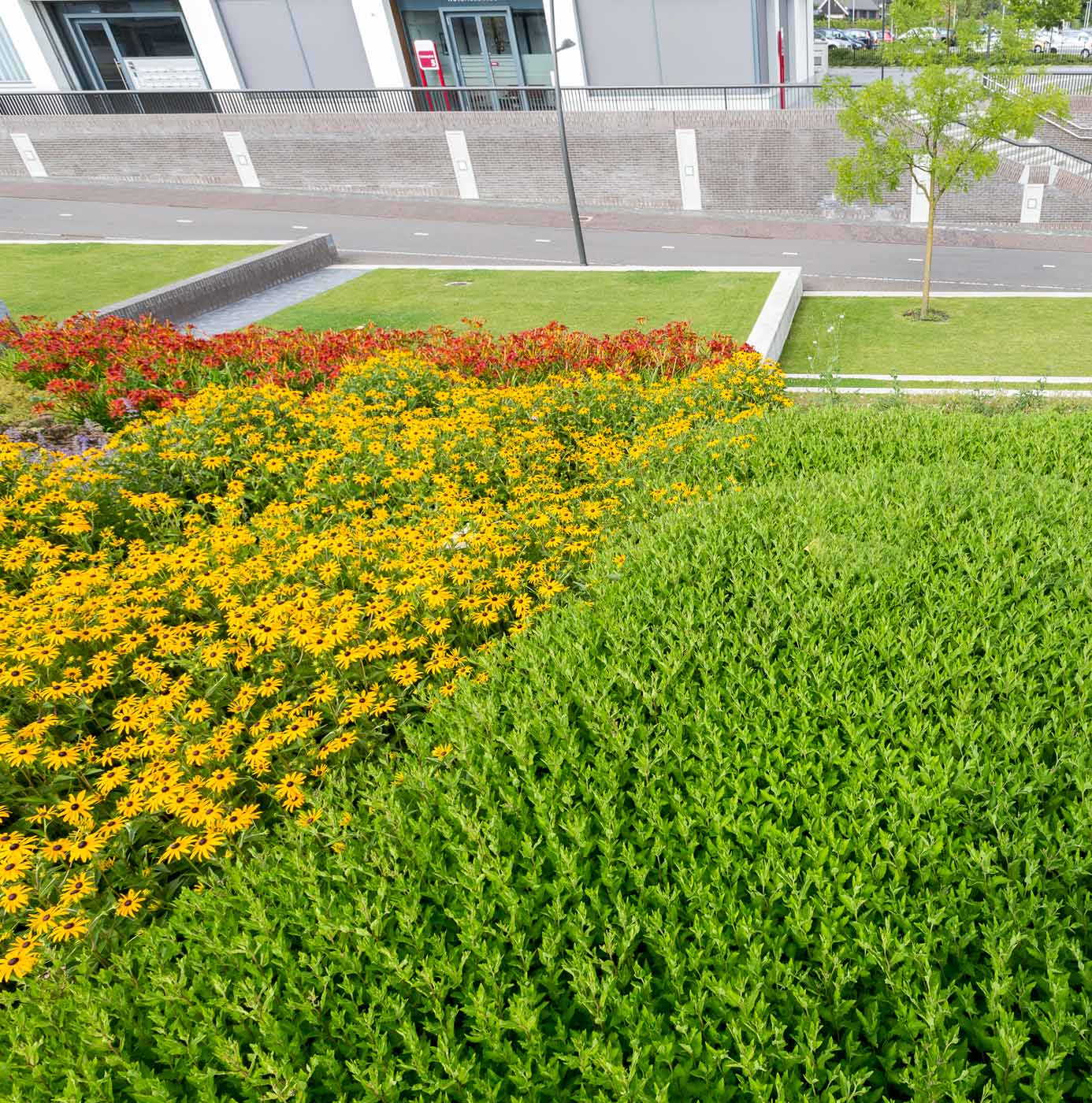 Beplantingsvak met gele en rode bloemen naast gazon bij bedrijfsgebouw.