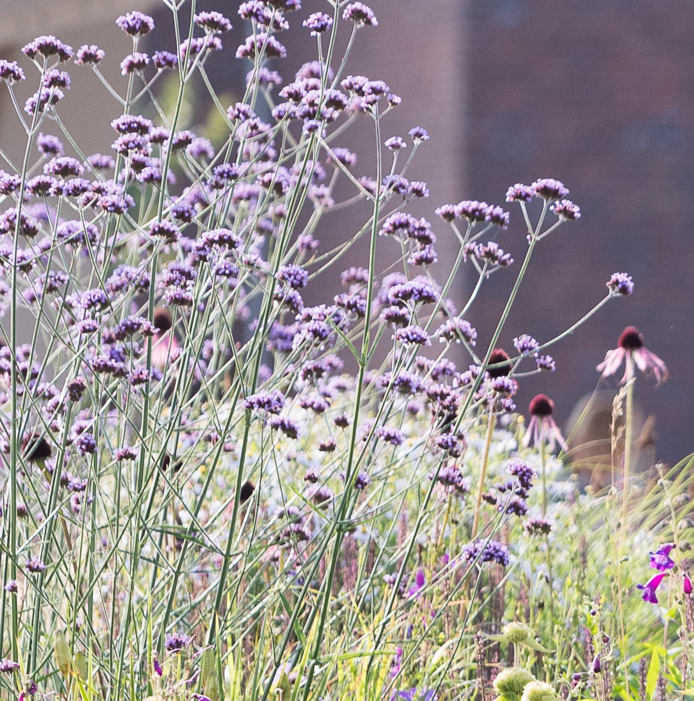 Vaste plantenborder met paarse ijzerhard en zonnehoed in bloei.