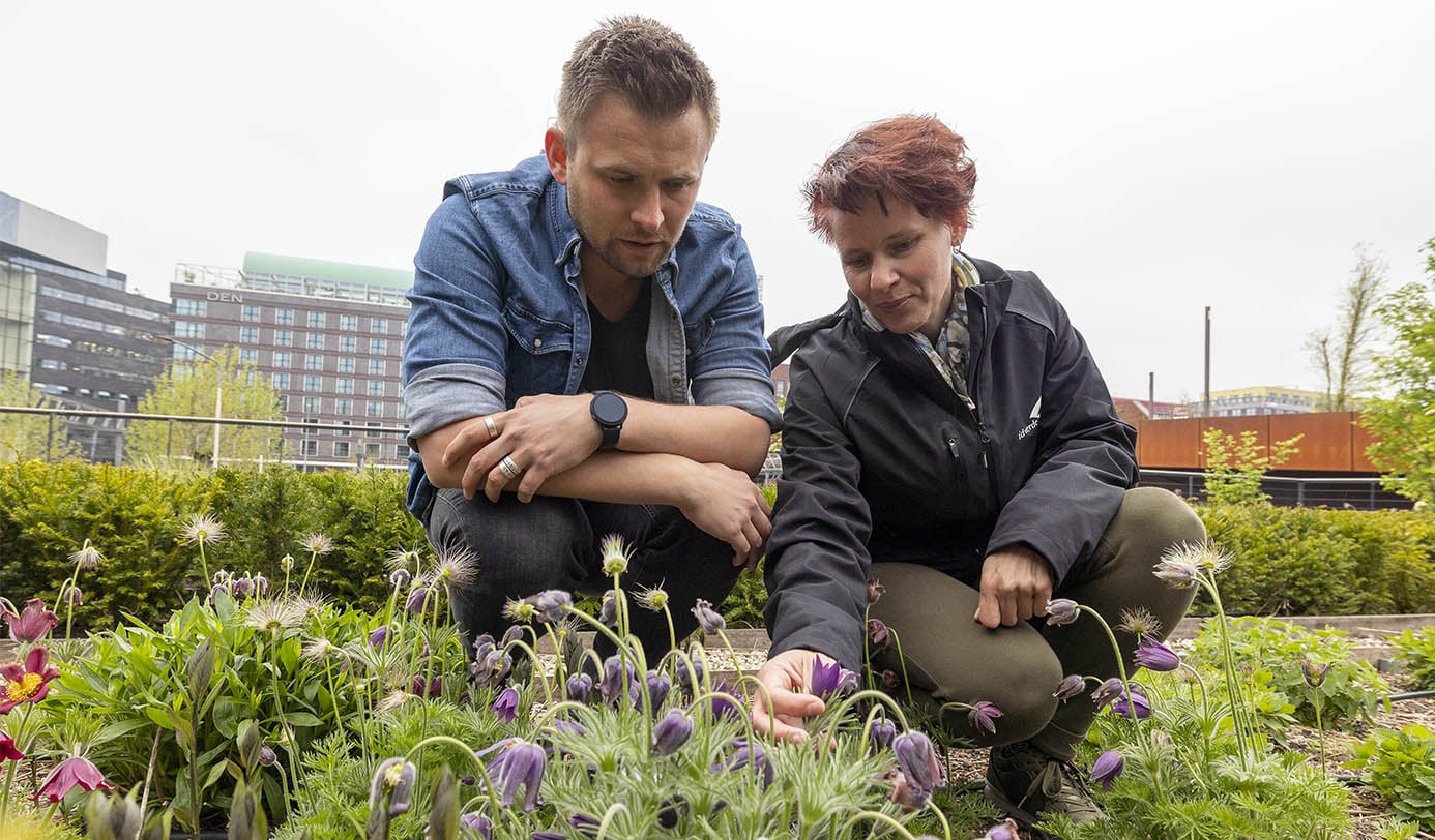 Medewerker en collega bekijken bloeiende beplanting met wilde kruidenbol in stedelijke groenstrook.