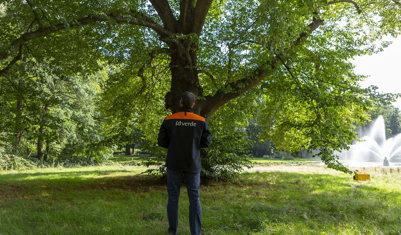 Medewerker van idverde inspecteert een grote boom in een park met vijver en fontein op de achtergrond.