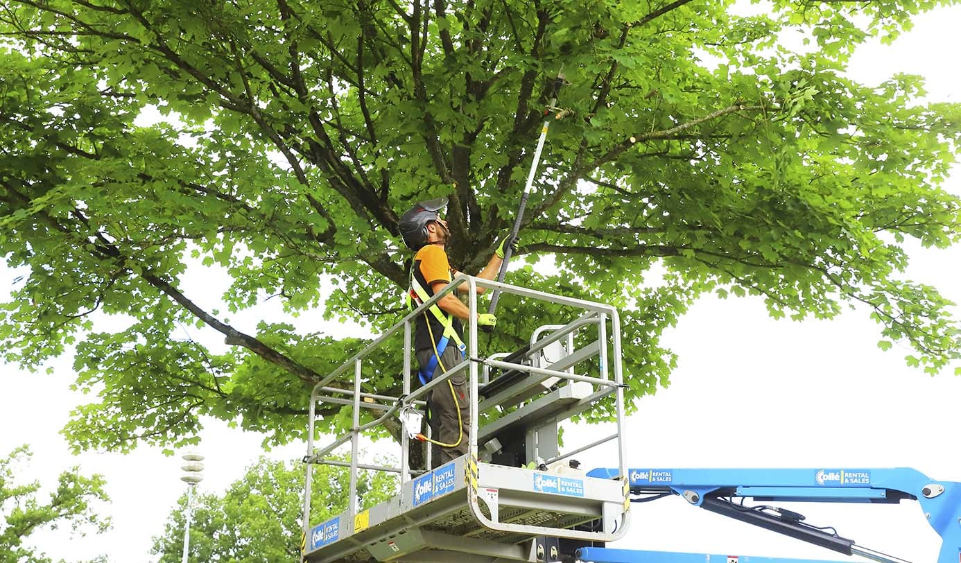 Medewerker snoeit hoge boomkroon vanuit hoogwerker met telescopische snoeischaar.