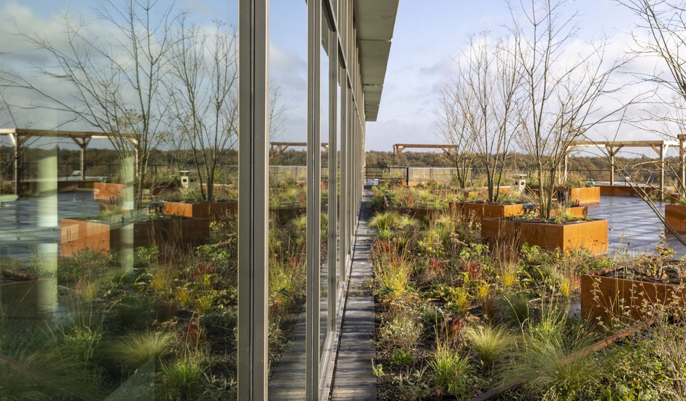 Daktuin met cortenstalen plantenbakken, siergrassen en beplanting langs glazen gevel van kantoorgebouw.