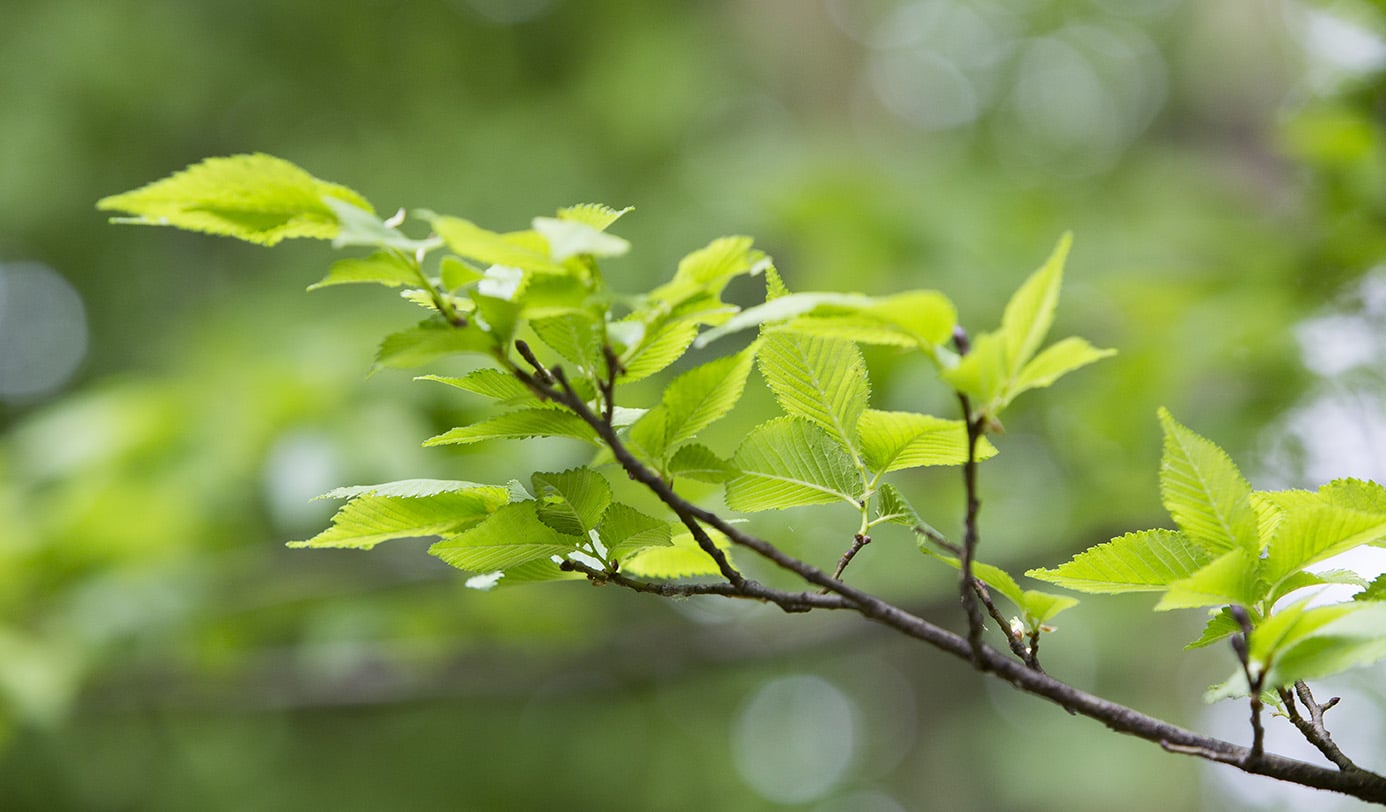 Close-up van een boomtak met fris groen voorjaarsblad.