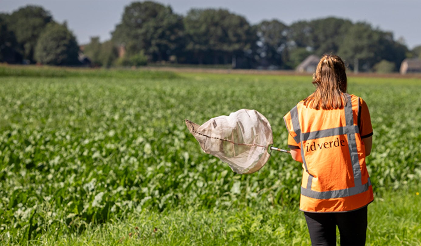 Medewerker van idverde loopt met een schepnet door een groenstrook om insecten te inventariseren.