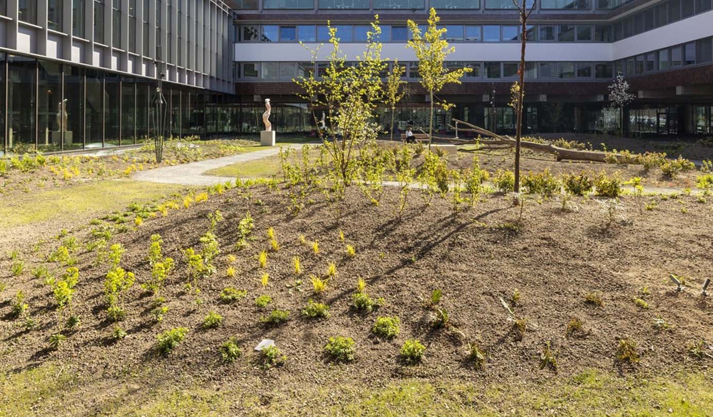 Nieuw aangeplante border met jonge bomen en bodembedekkers in de binnentuin van een kantoorgebouw.